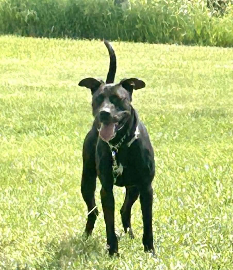 Enlarge BUNDY - SOS RESCUE, a Adoptable Great Dane in Indianapolis, IN image 1/3