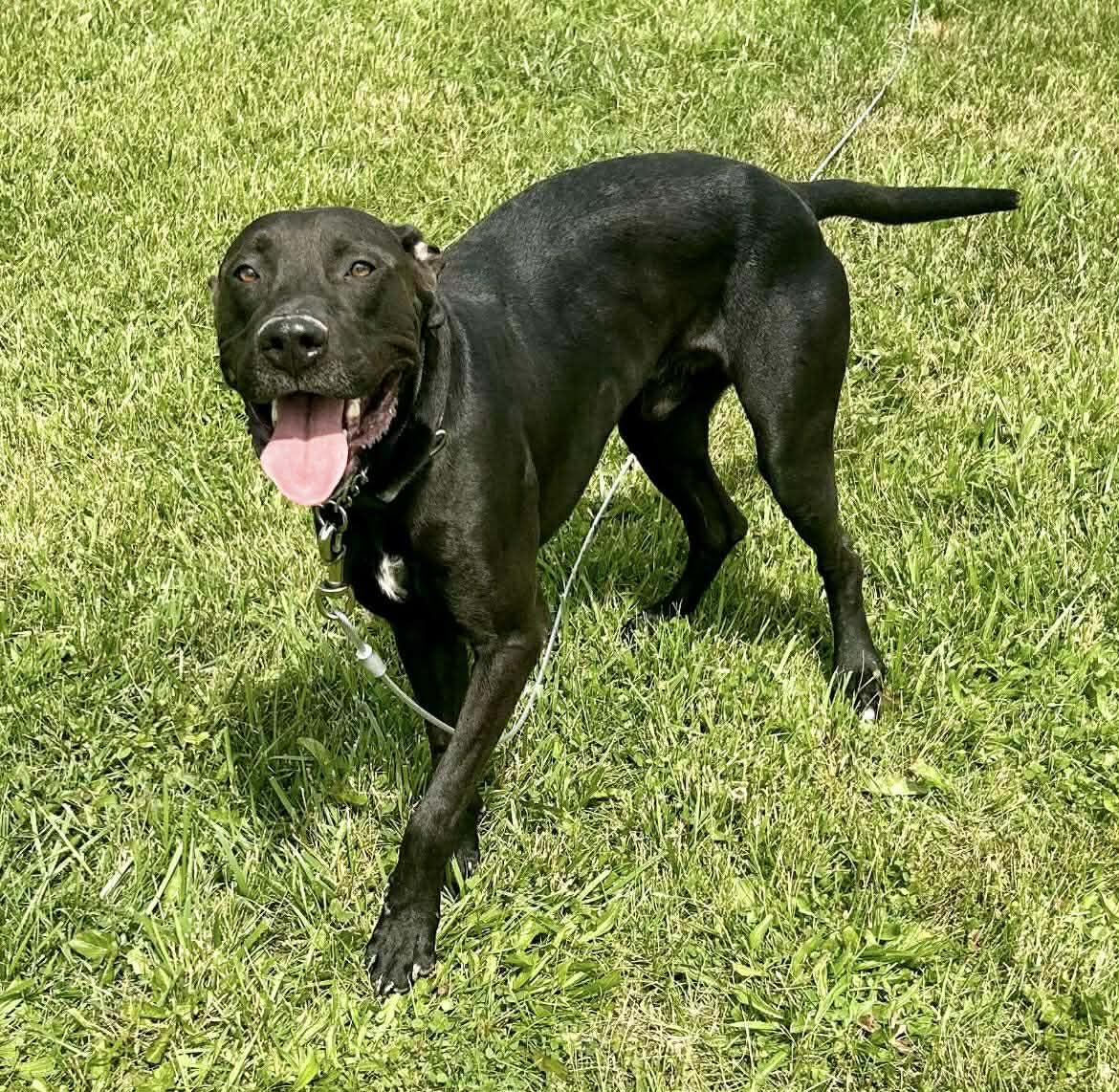Enlarge BUNDY - SOS RESCUE, a Adoptable Great Dane in Indianapolis, IN image 3/3