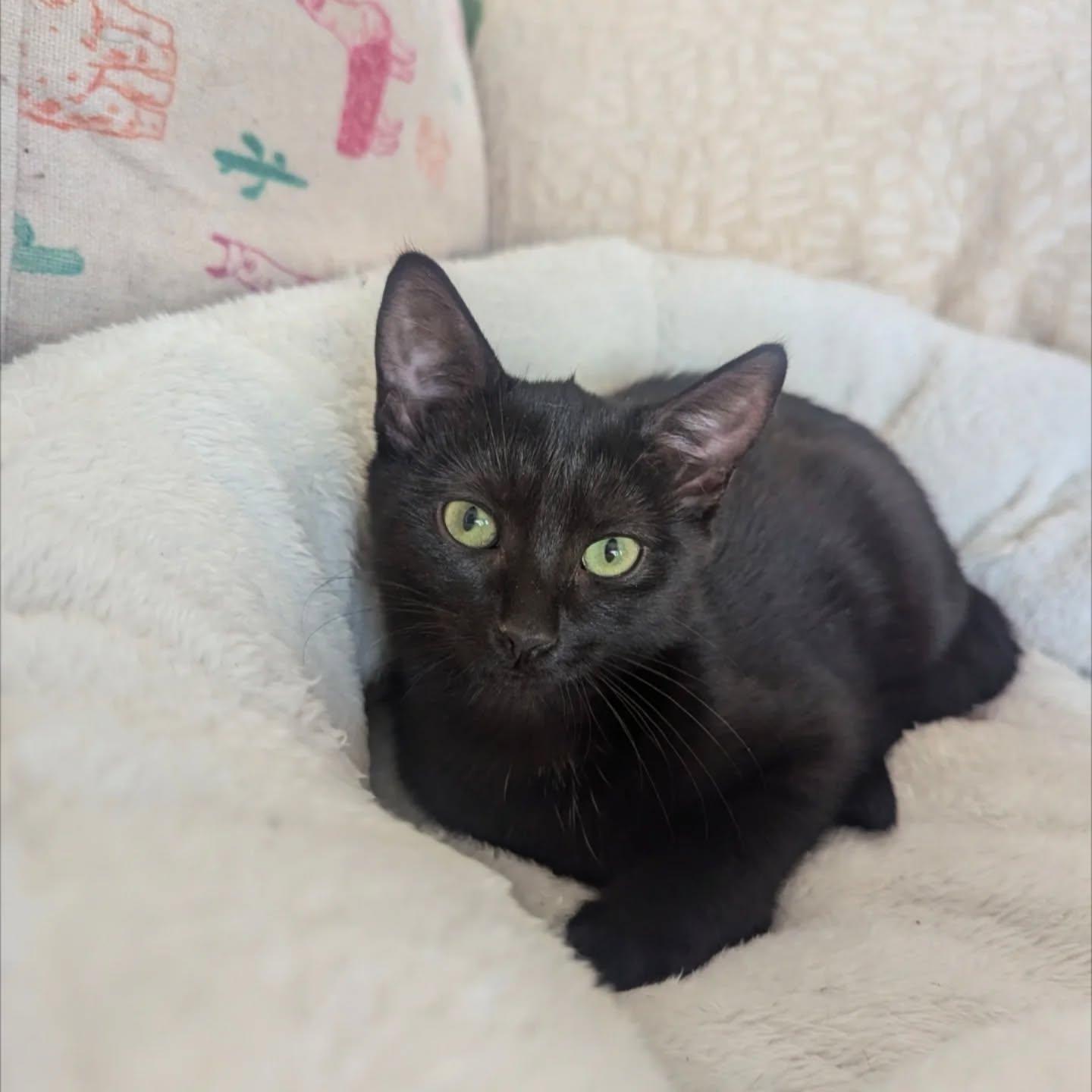 Enlarge Lucky Charms , a ADOPTABLE Domestic Short Hair in Richmond, VA image 1/1