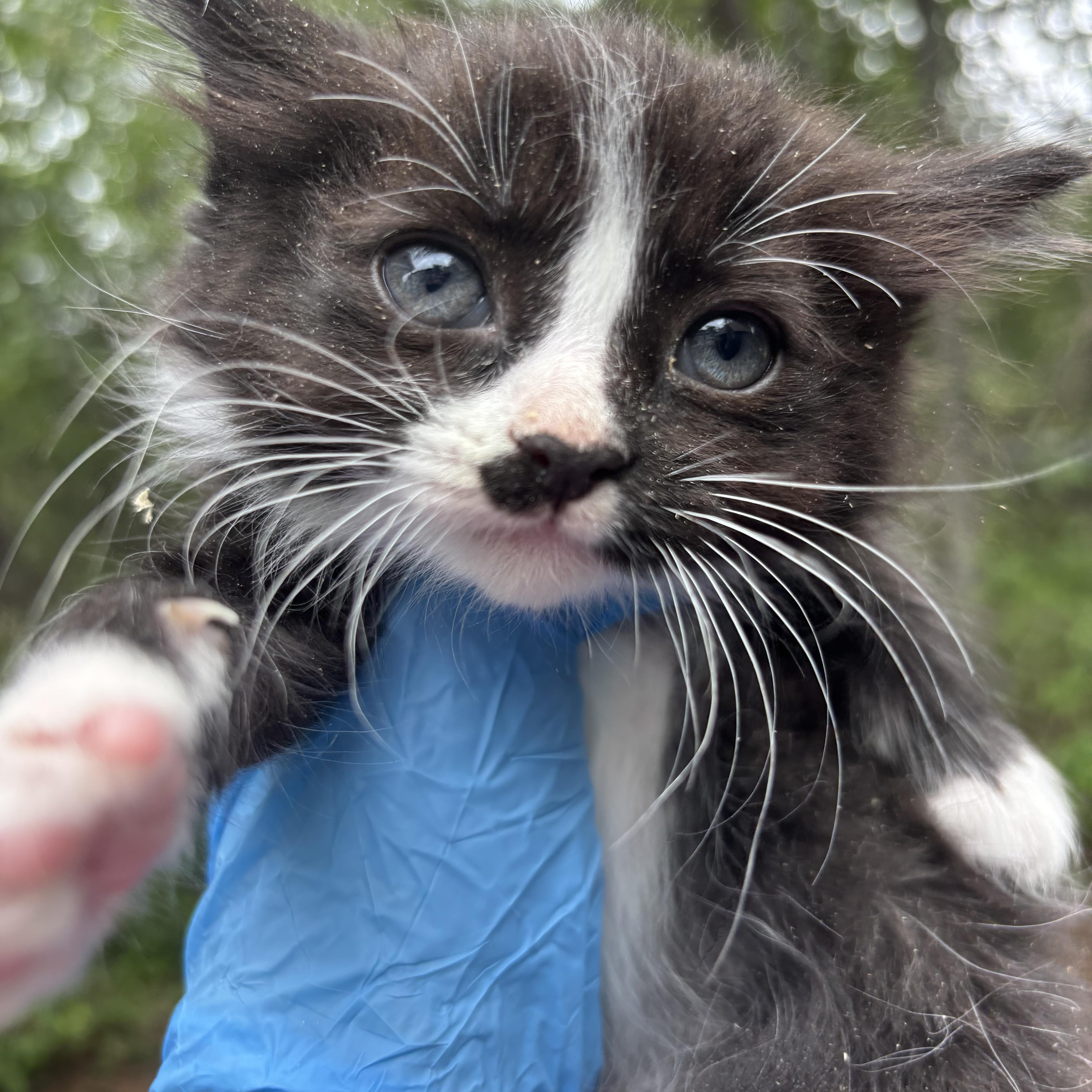 Pepe, an adopted Domestic Long Hair in San Diego, CA image 1/3