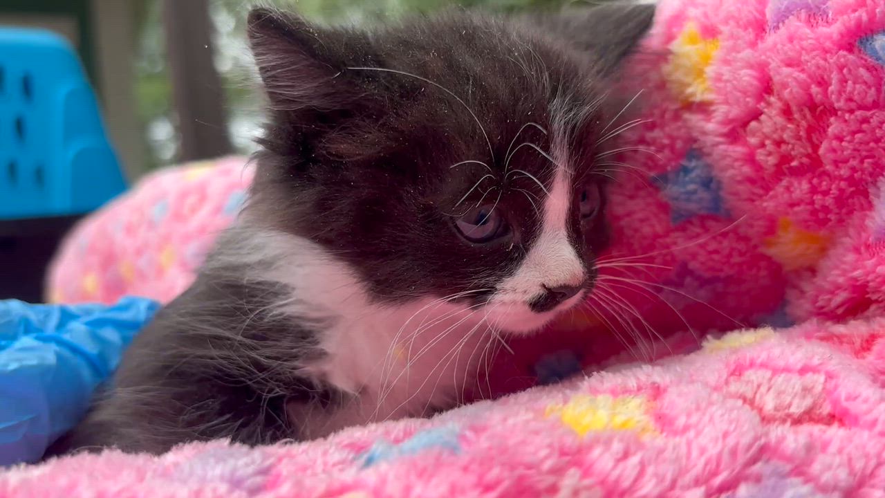 Enlarge Pepe, an adopted Domestic Long Hair in San Diego, CA video 3/3