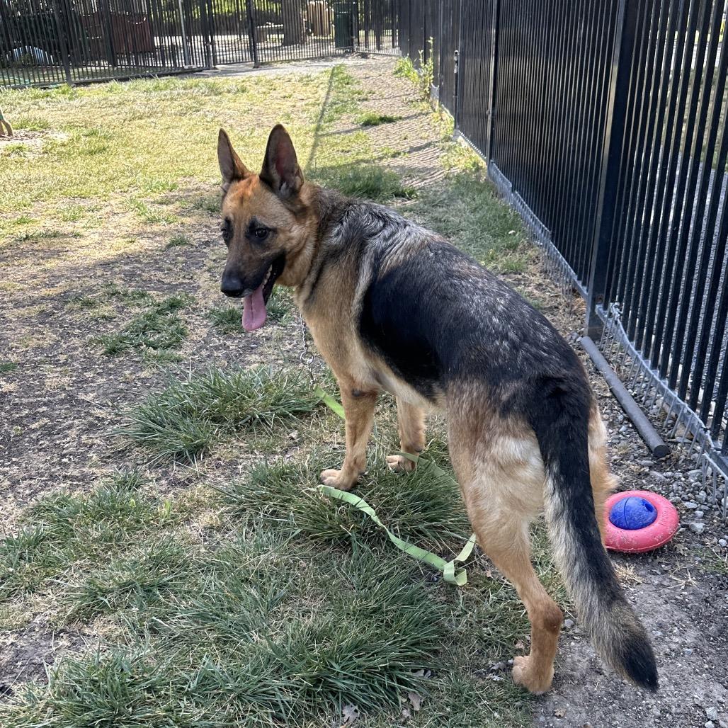 Enlarge Bronwyn, an adoptable German Shepherd Dog in Dublin, CA image 6/6