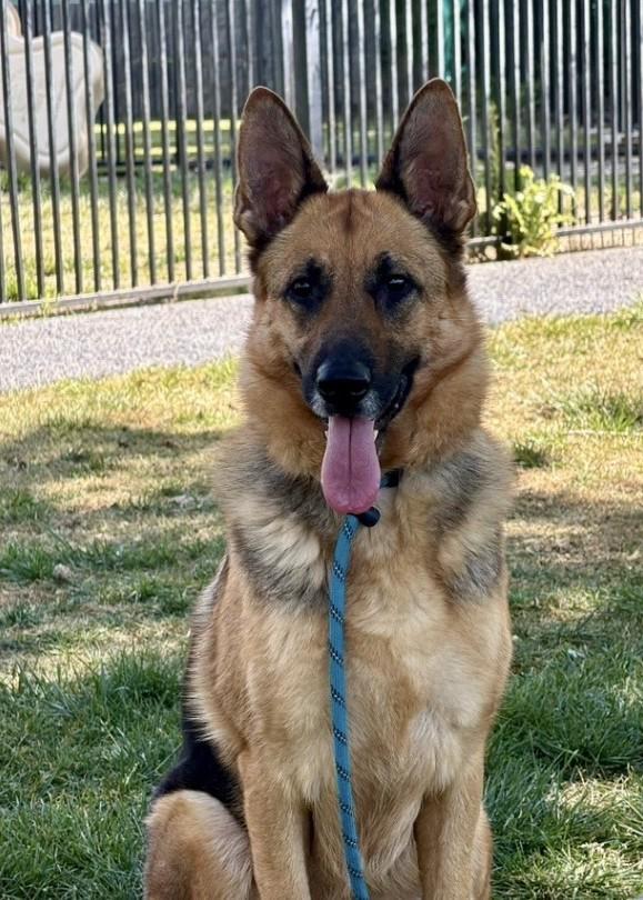 Enlarge Bronwyn, an adoptable German Shepherd Dog in Dublin, CA image 4/6