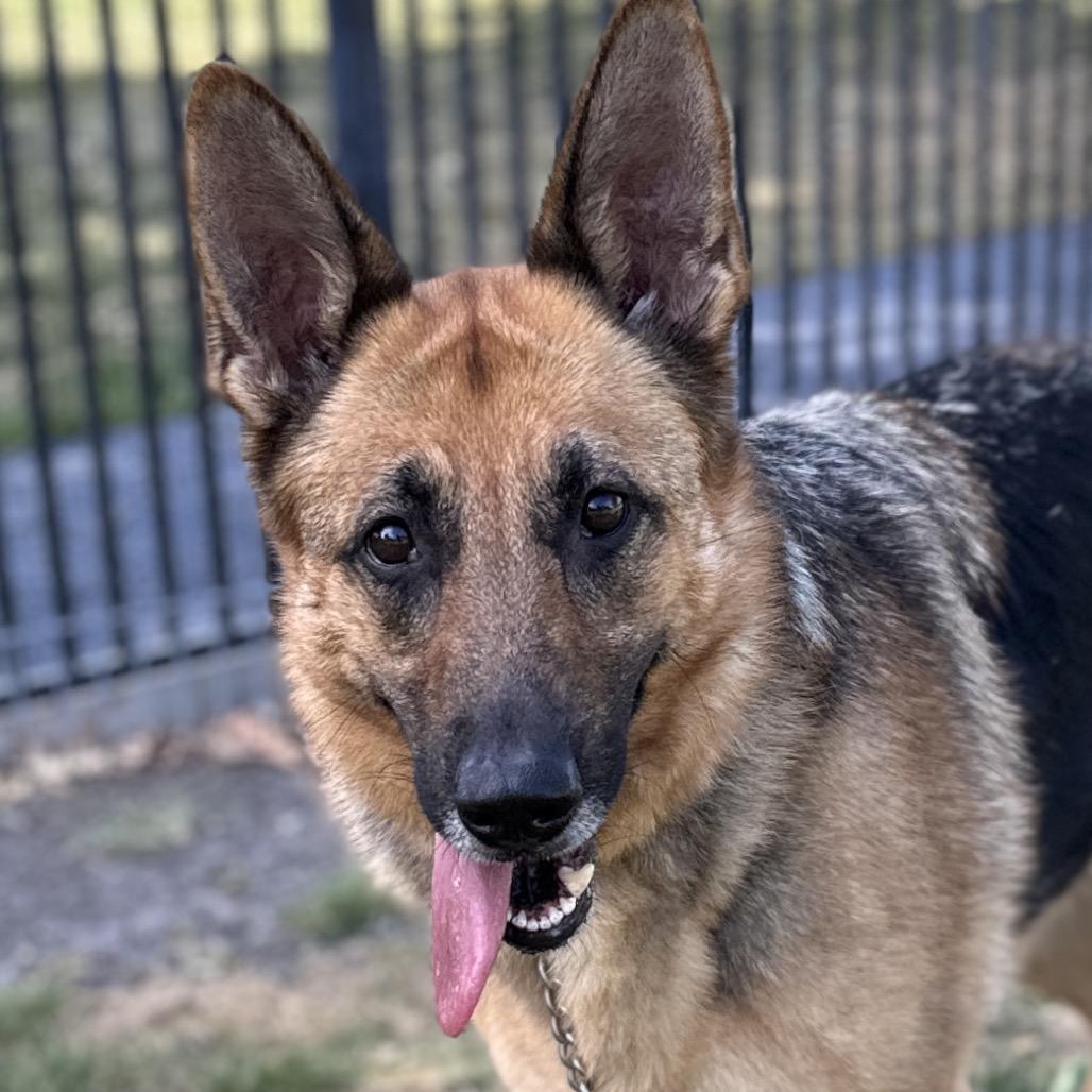 Enlarge Bronwyn, an adoptable German Shepherd Dog in Dublin, CA image 2/6