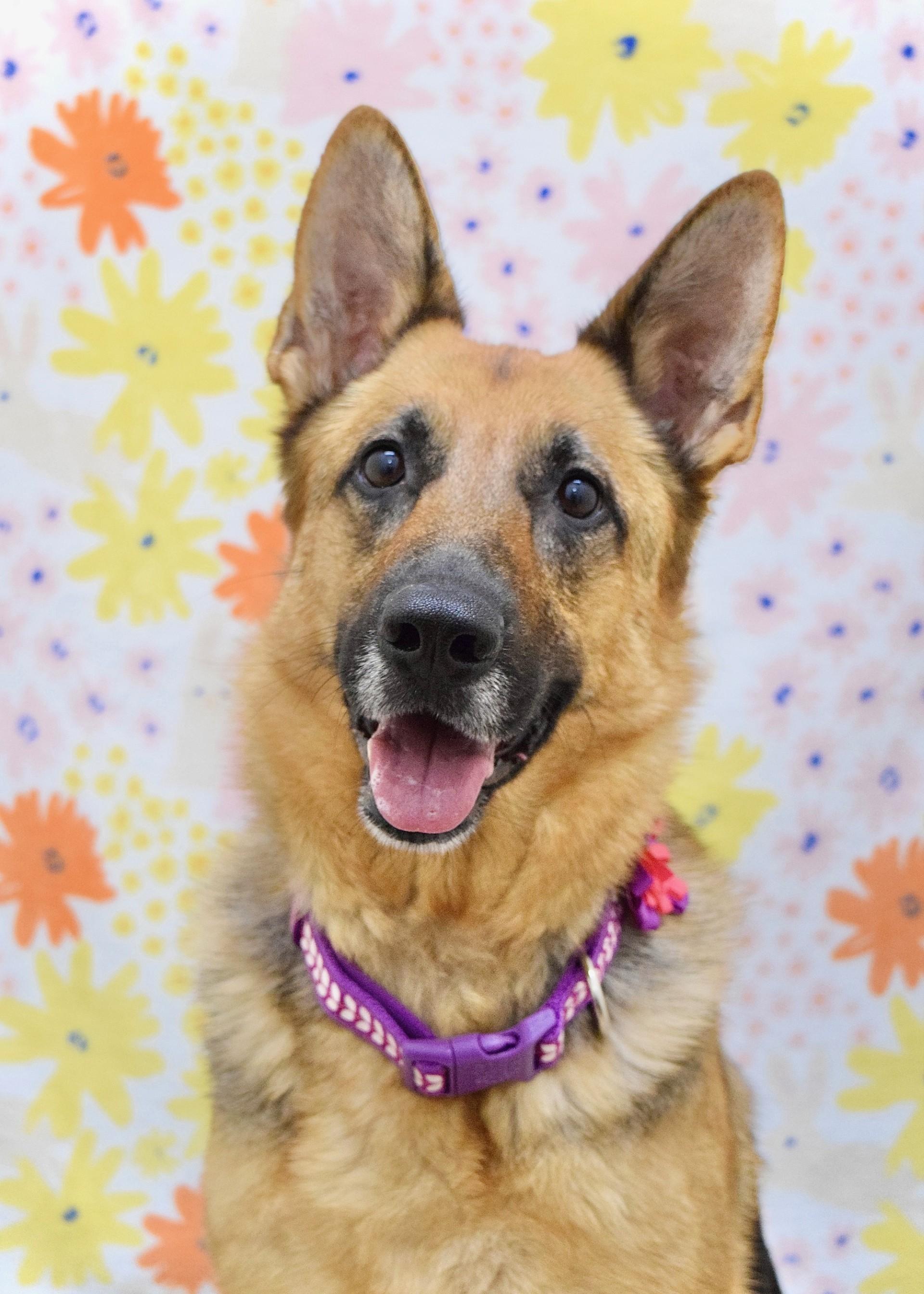 Enlarge Bronwyn, an adoptable German Shepherd Dog in Dublin, CA image 1/6