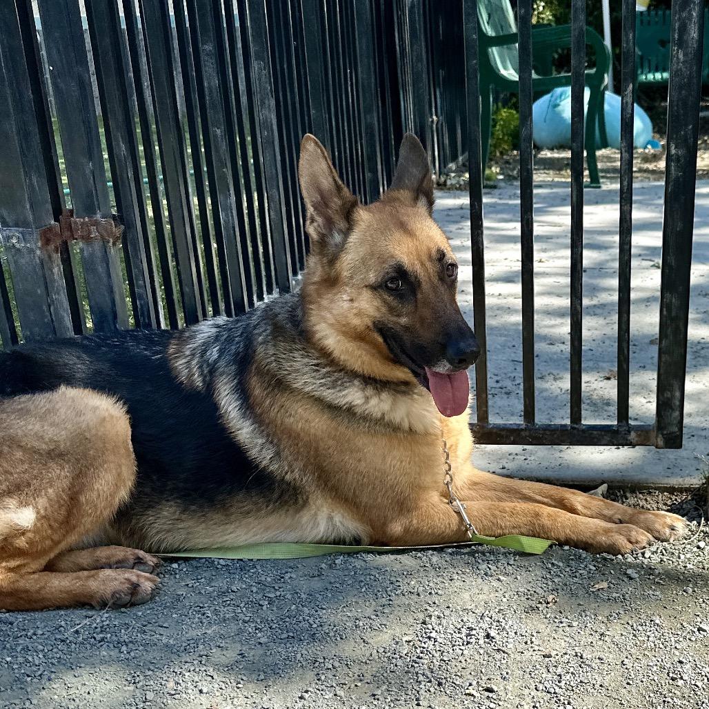 Enlarge Bronwyn, an adoptable German Shepherd Dog in Dublin, CA image 3/6