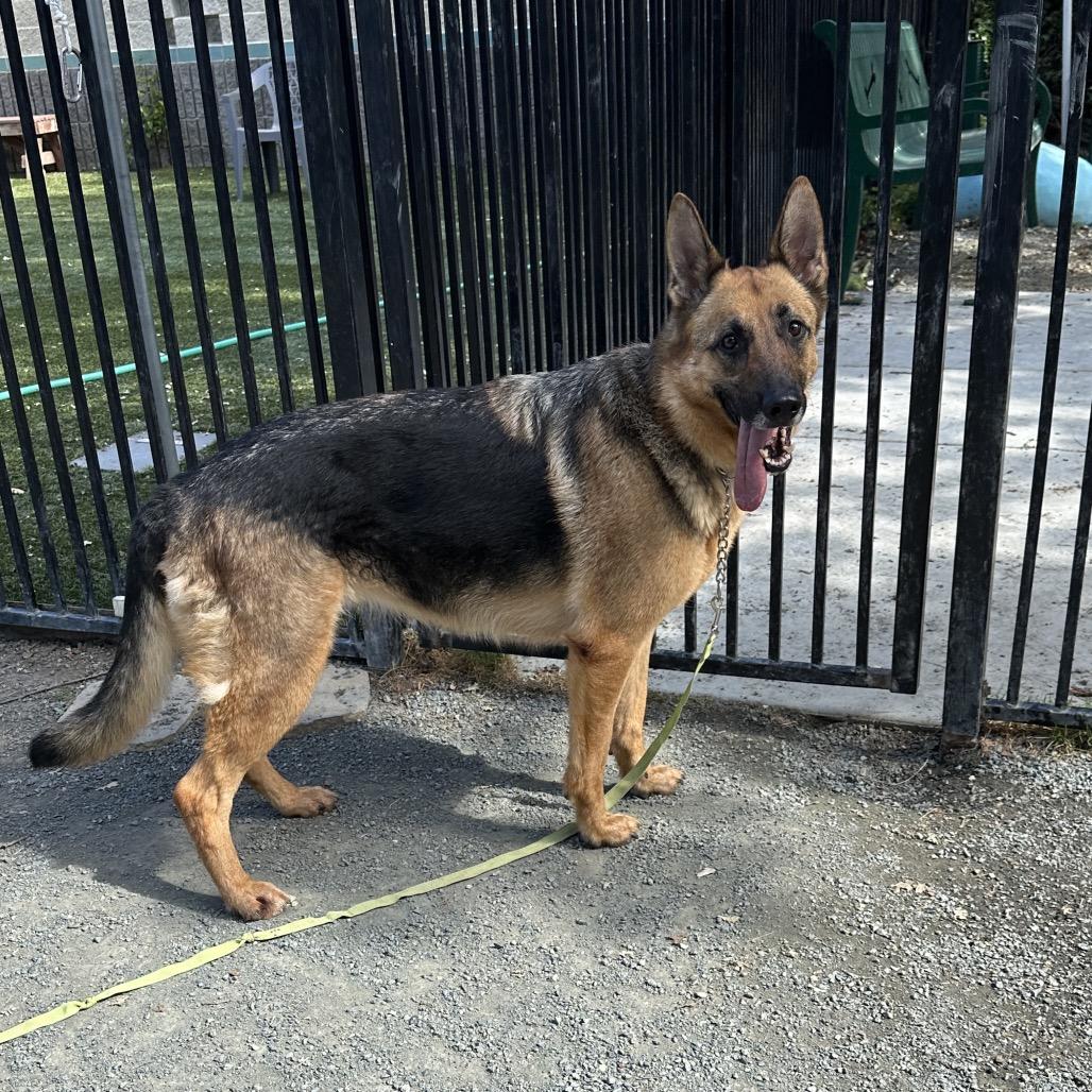Enlarge Bronwyn, an adoptable German Shepherd Dog in Dublin, CA image 5/6
