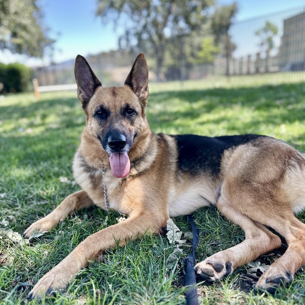 Bronwyn, an adoptable German Shepherd Dog in Dublin, CA image 5/6