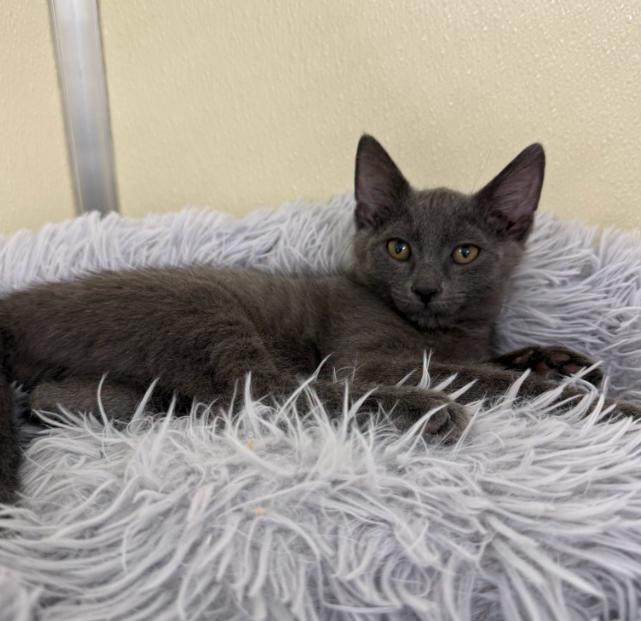 Biscuit, Adoptable, Kitten Male Domestic Short Hair.