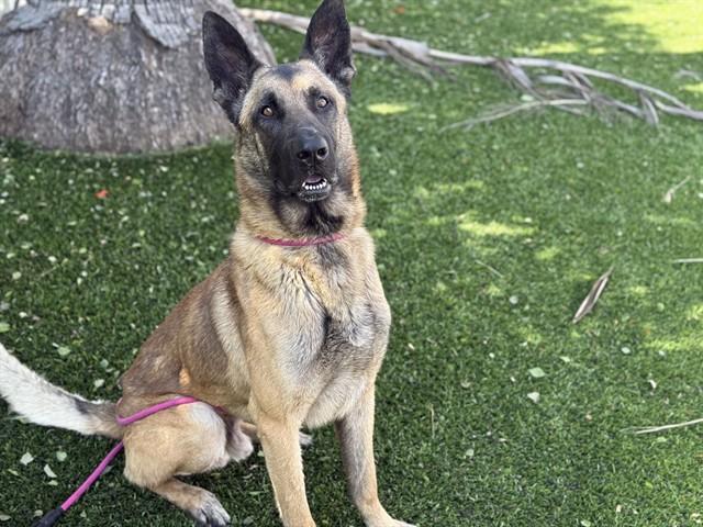 MILO, Adoptable, Adult Male German Shepherd Dog & Belgian Shepherd / Malinois.