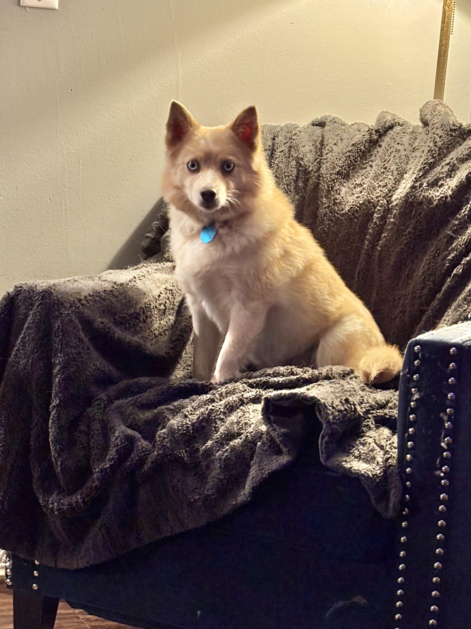 Lyric, a ADOPTABLE mixed breed in East Lansing, MI image 1/5