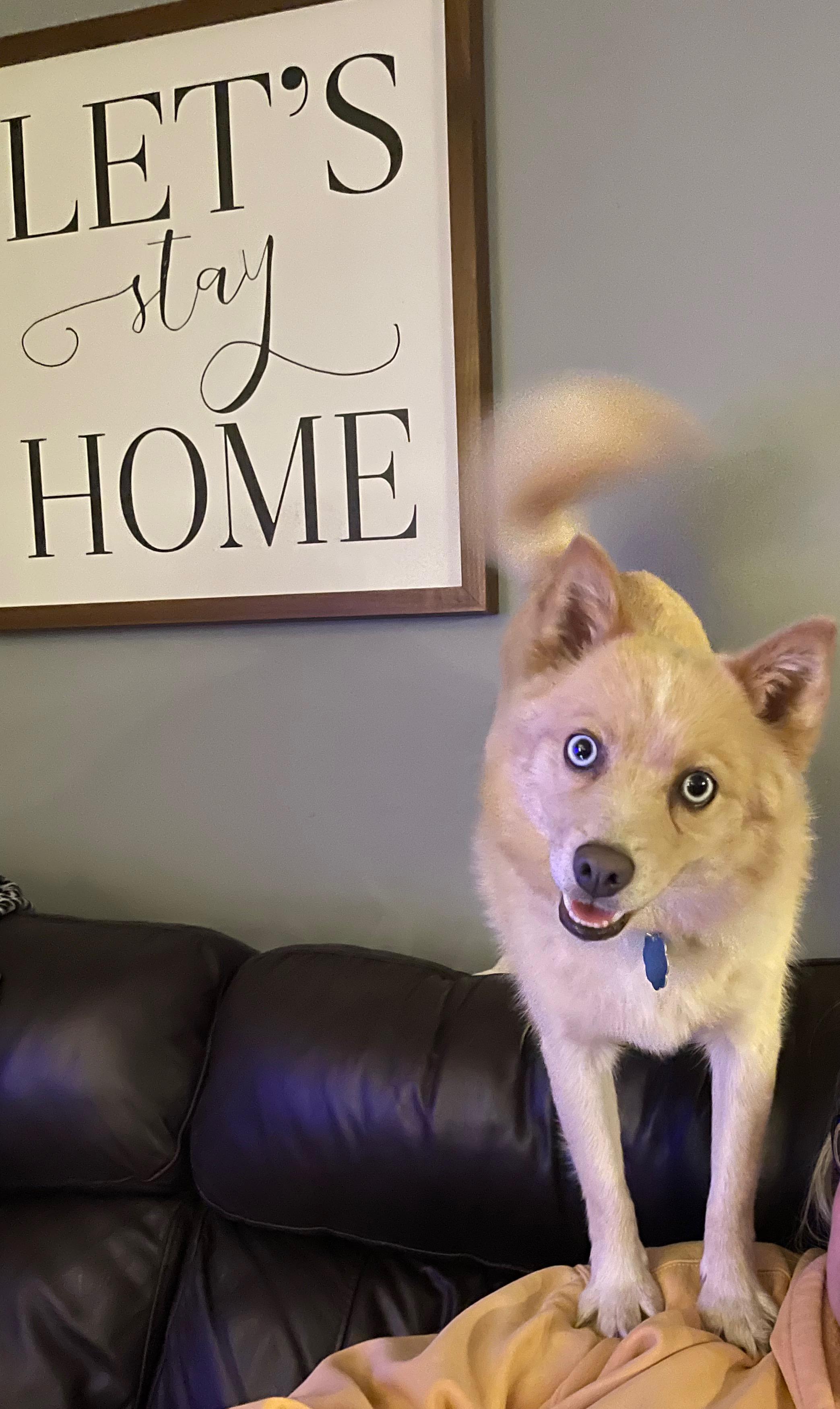 Lyric, a ADOPTABLE mixed breed in East Lansing, MI image 2/5