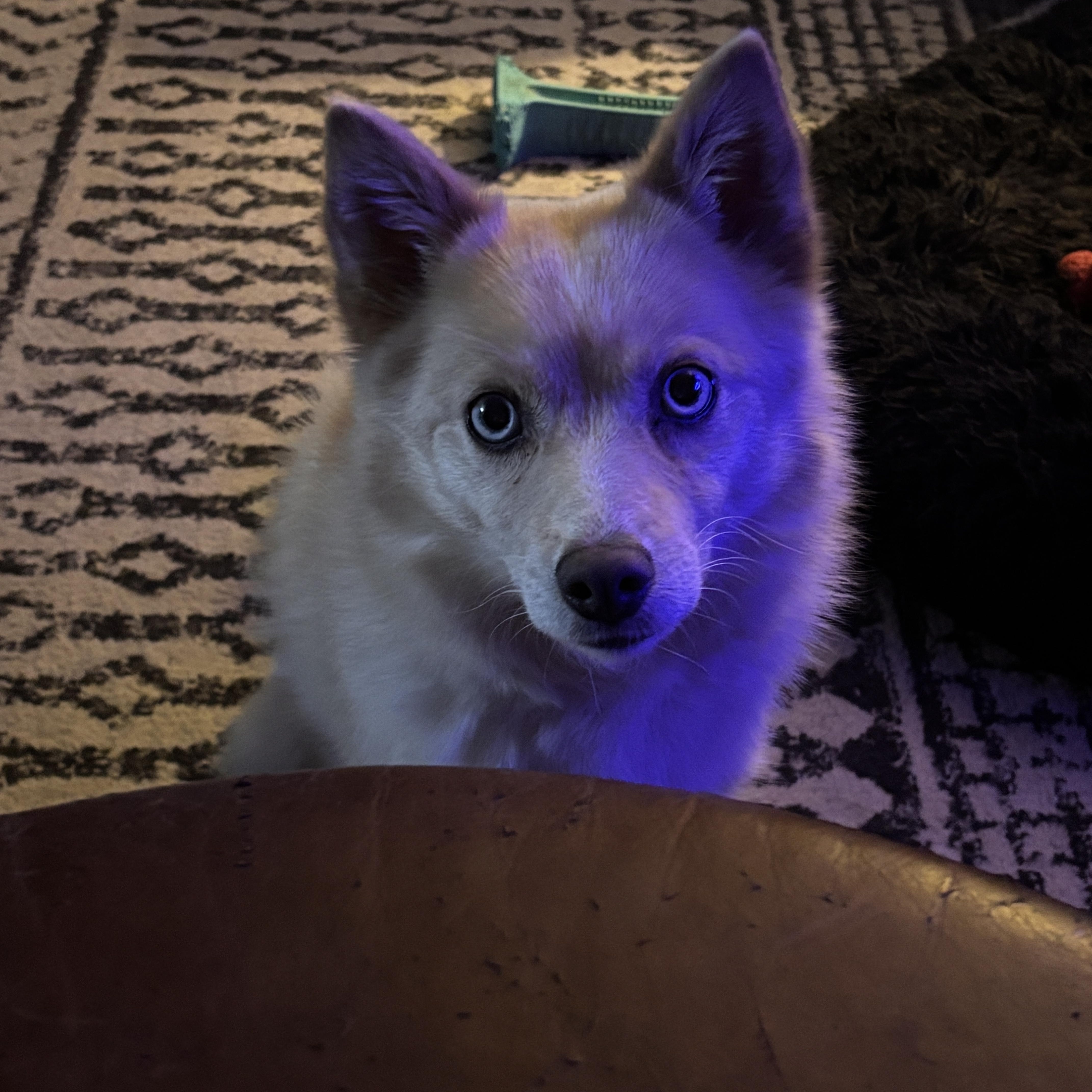 Lyric, a ADOPTABLE mixed breed in East Lansing, MI image 3/5