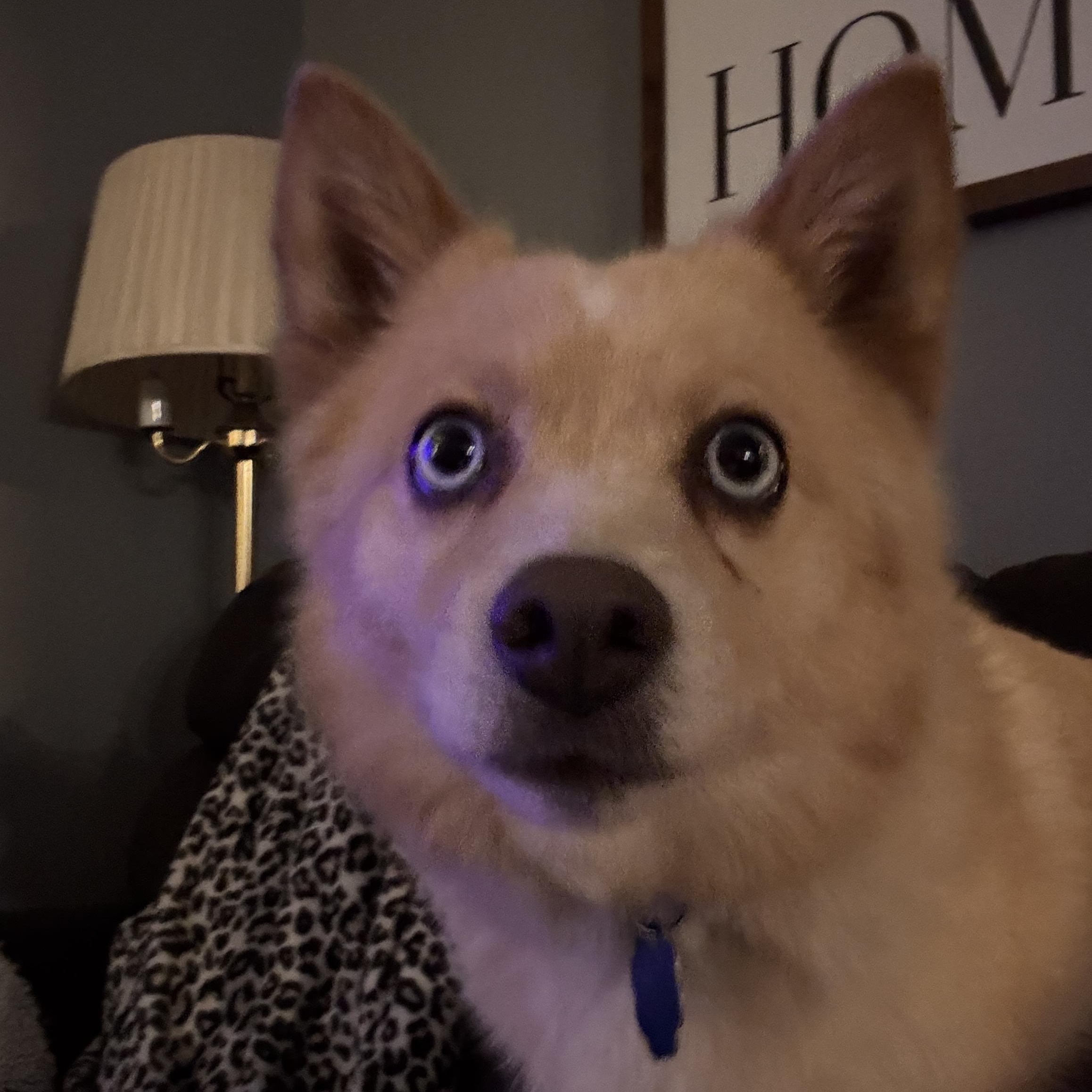 Lyric, a ADOPTABLE mixed breed in East Lansing, MI image 4/5