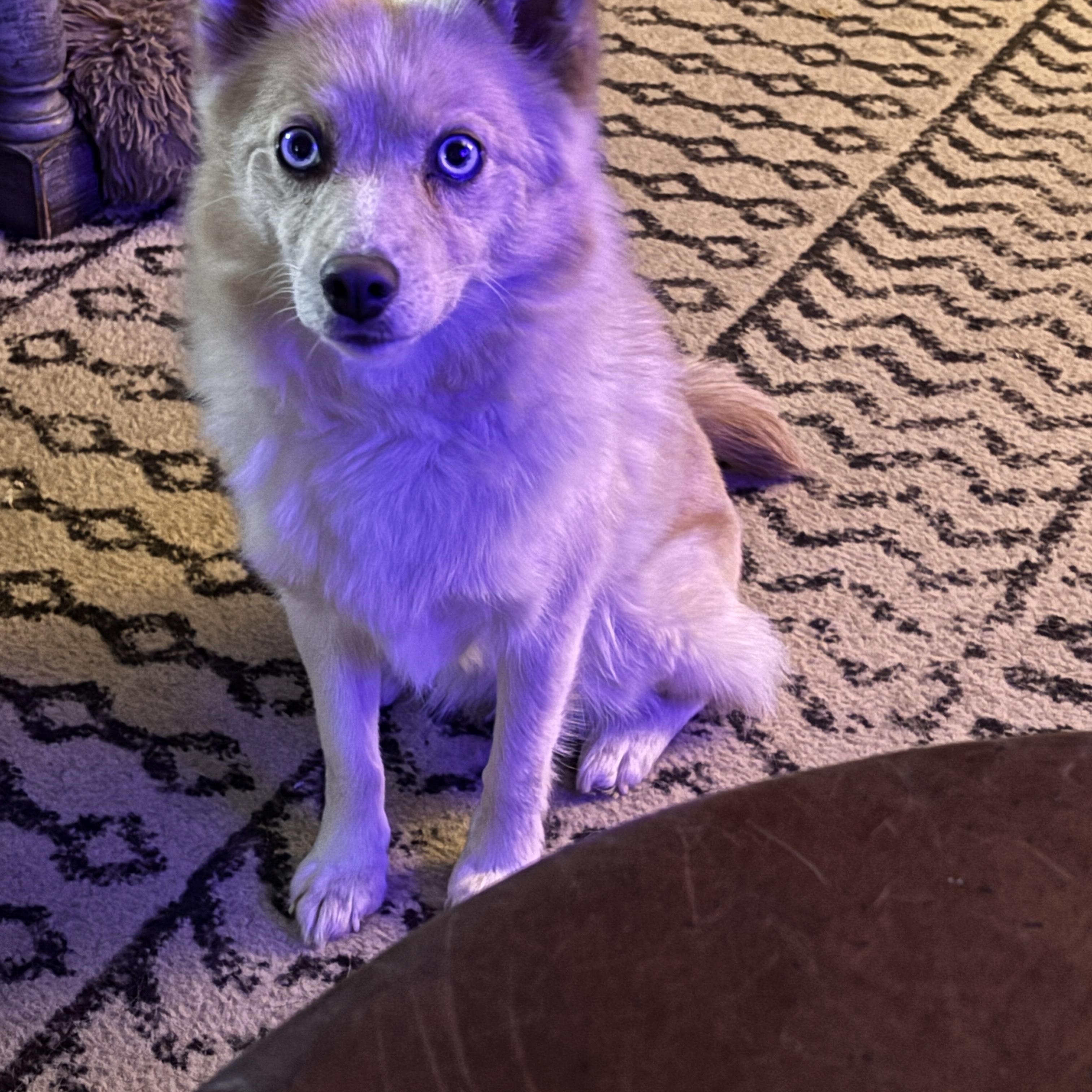 Lyric, a ADOPTABLE mixed breed in East Lansing, MI image 5/5