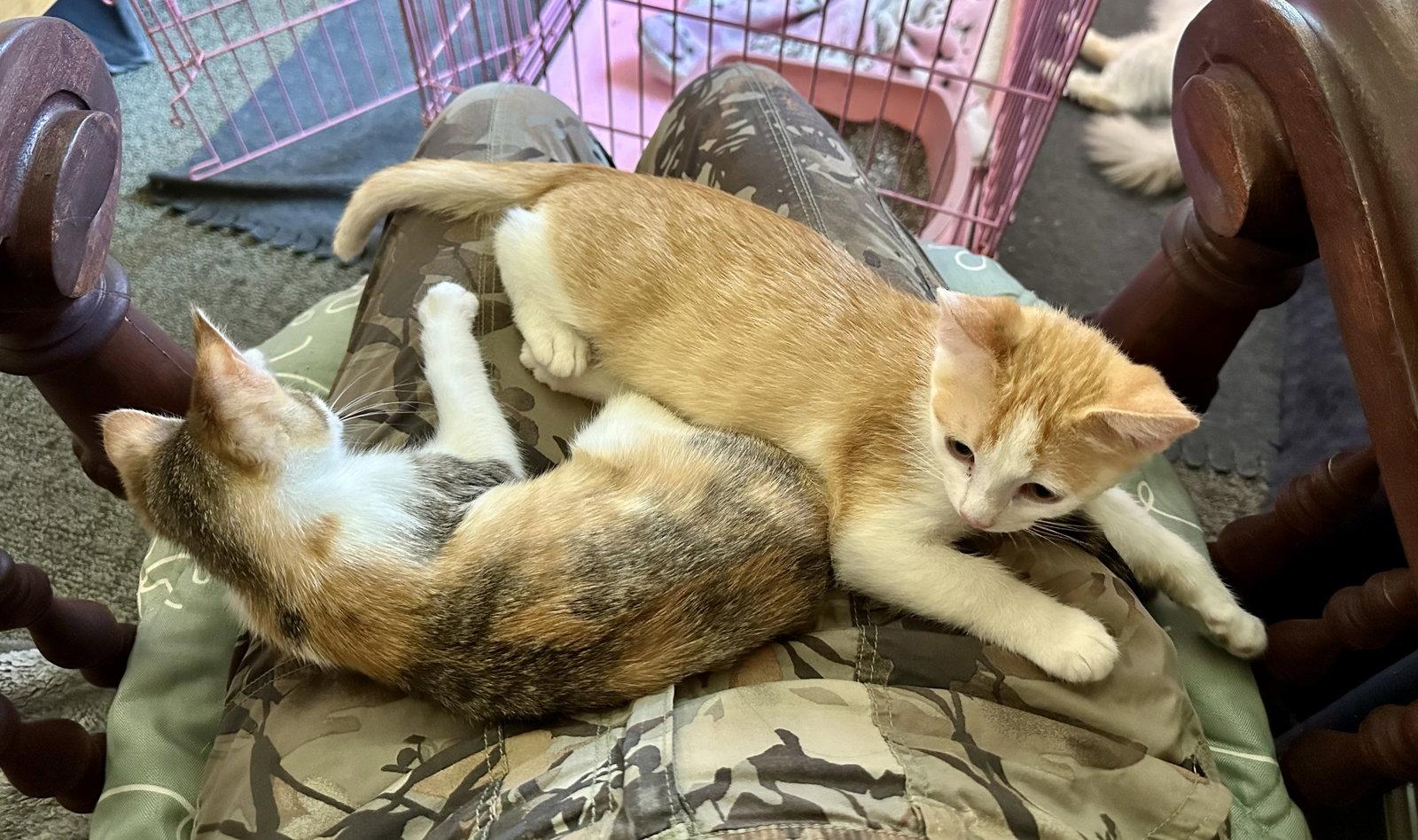 Creamsicle Napa, Adopted, Kitten Male Domestic Short Hair.