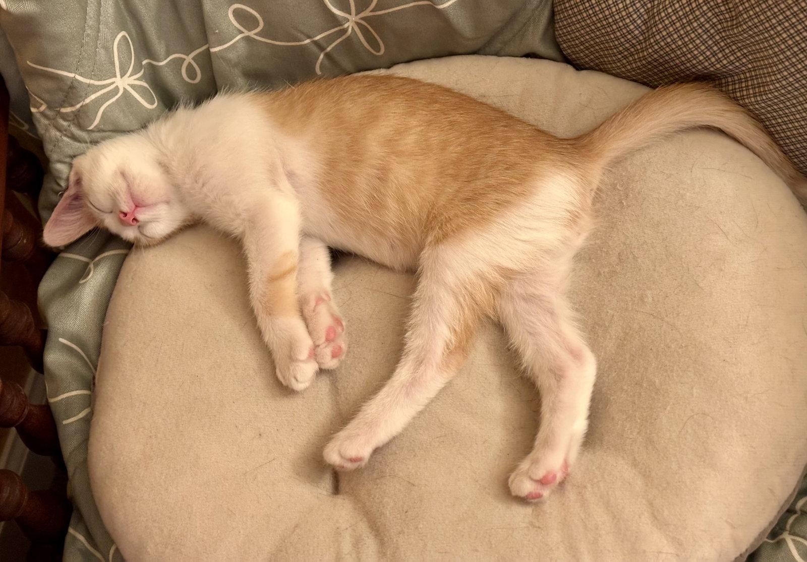 Creamsicle Napa, a Adopted Domestic Short Hair in Napa, CA image 2/3