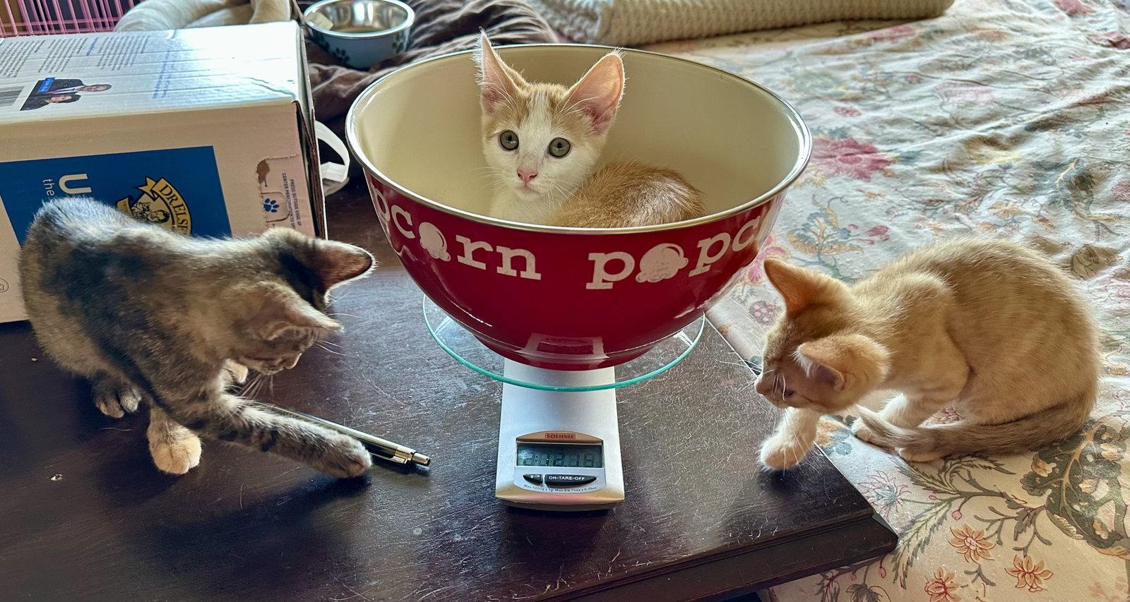 Creamsicle Napa, a Adopted Domestic Short Hair in Napa, CA image 3/3