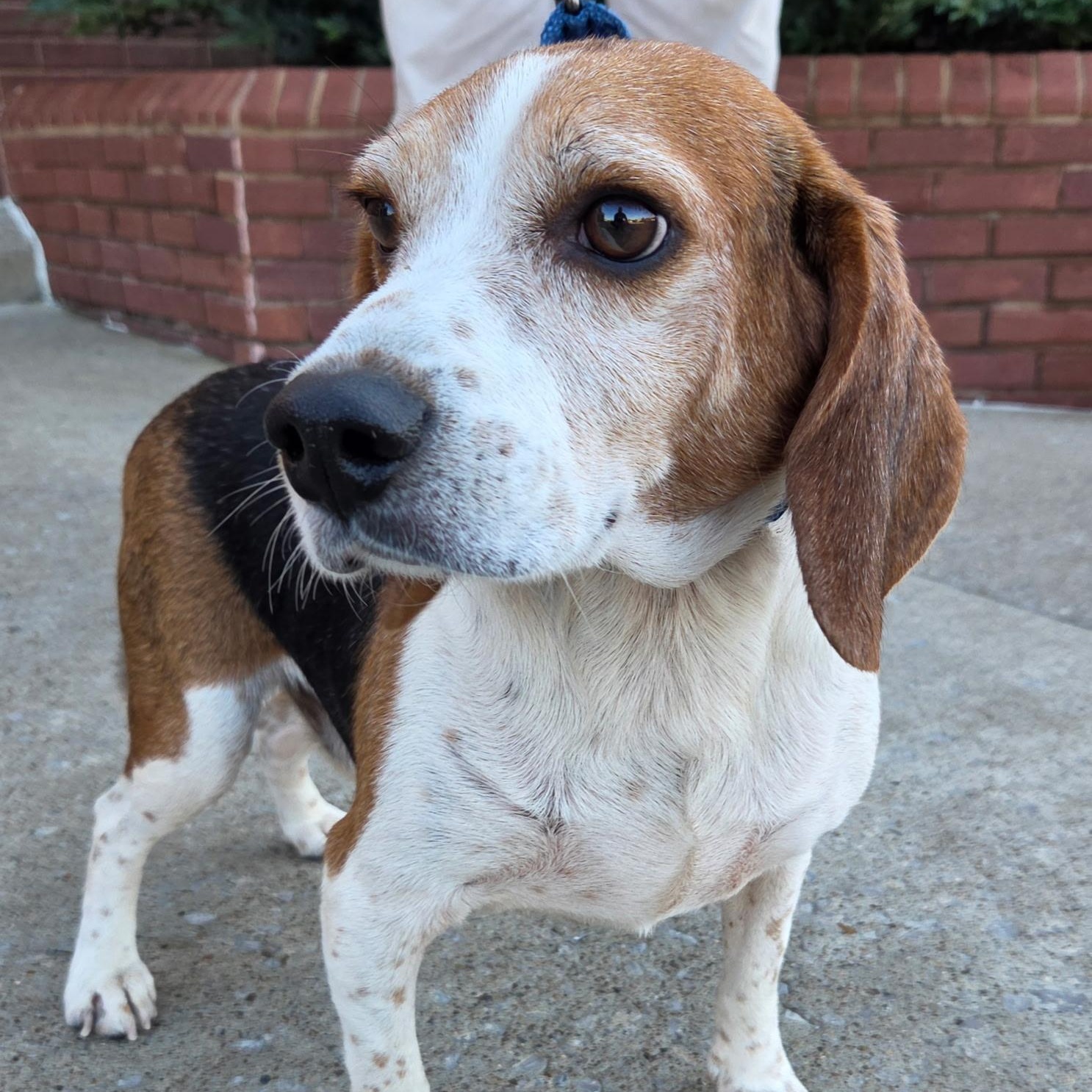 Enlarge Flash, a Adoptable Beagle in Brentwood, TN image 1/3