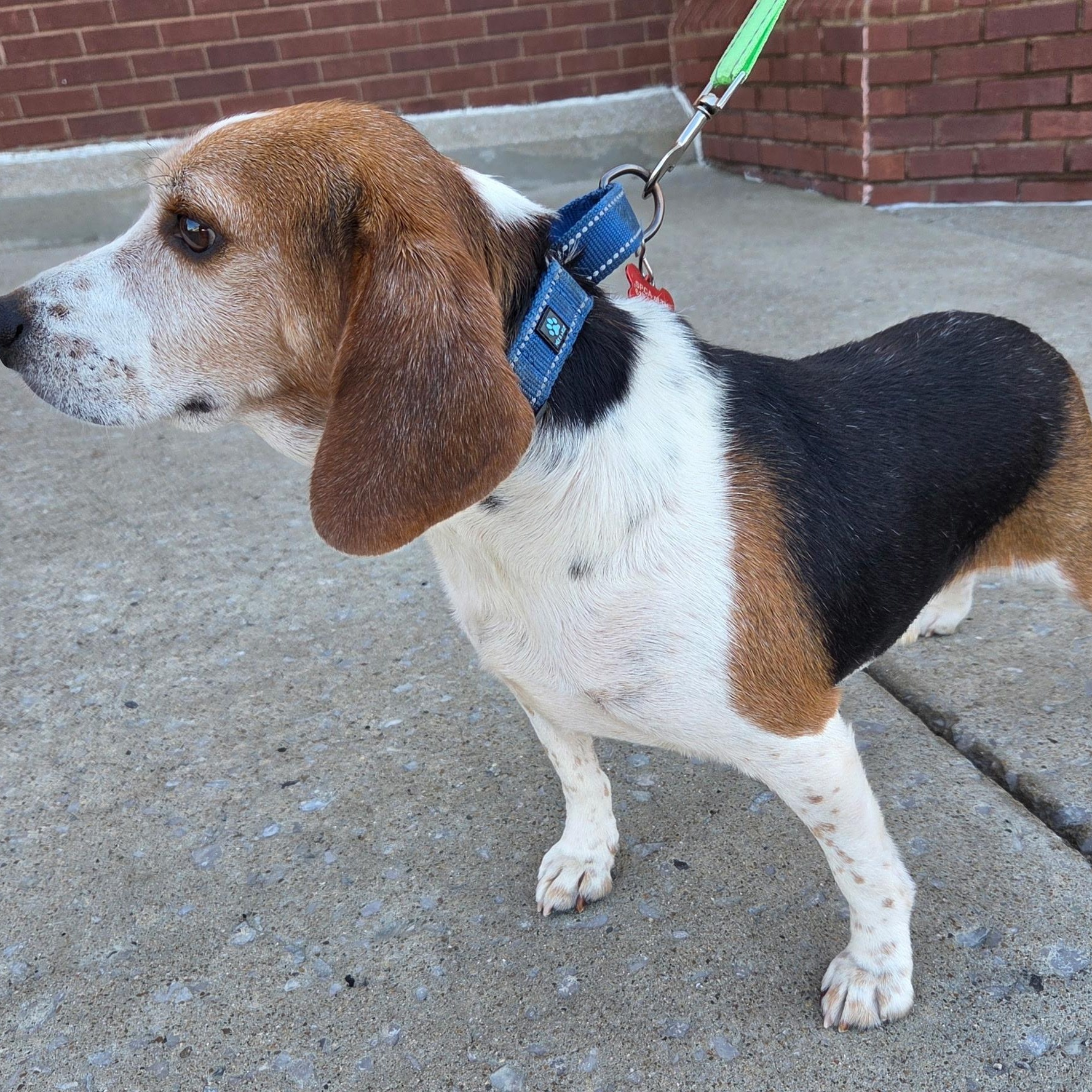 Enlarge Flash, a Adoptable Beagle in Brentwood, TN image 2/3