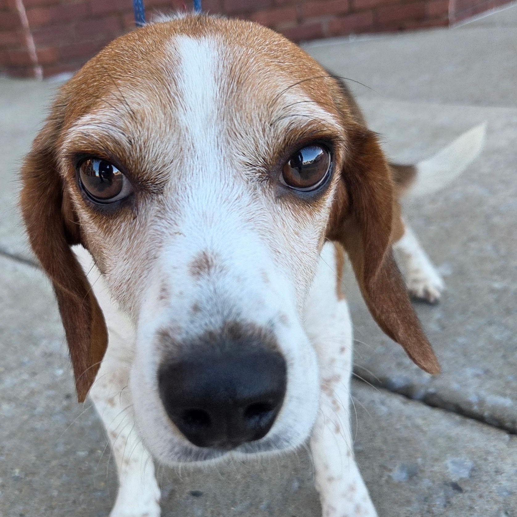 Enlarge Flash, a Adoptable Beagle in Brentwood, TN image 3/3