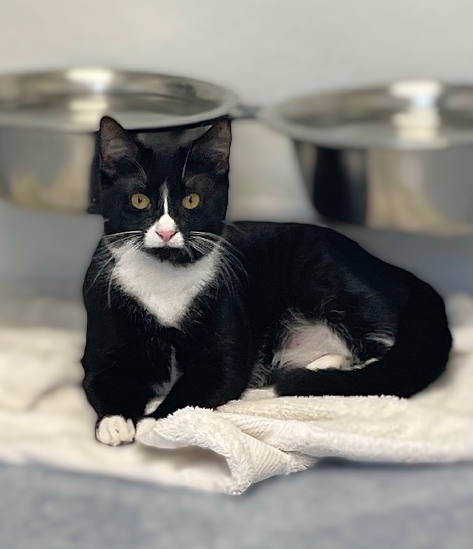 Enlarge Hermione, a Adoptable Domestic Short Hair in Rochester, NY image 8/10