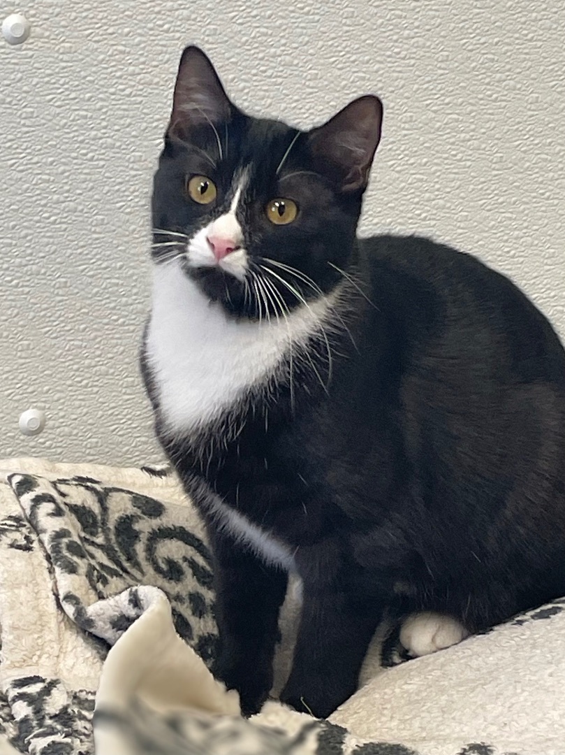 Enlarge Hermione, a Adoptable Domestic Short Hair in Rochester, NY image 7/10