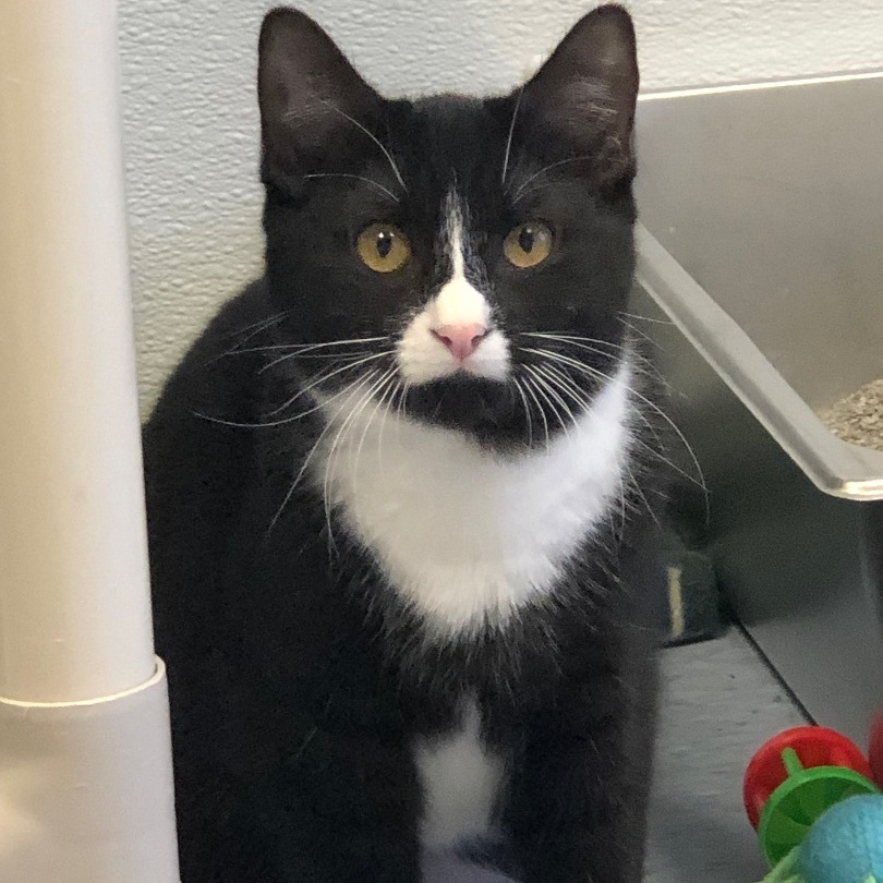 Hermione, a Adoptable Domestic Short Hair in Rochester, NY image 1/10