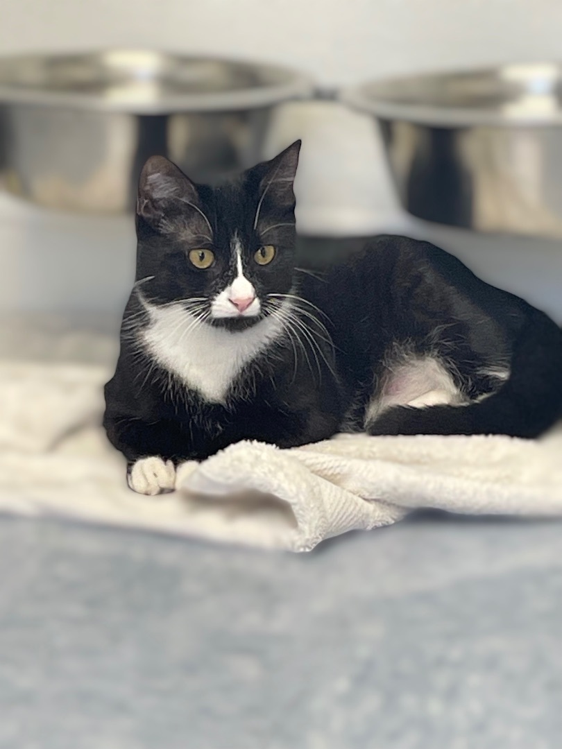 Enlarge Hermione, a Adoptable Domestic Short Hair in Rochester, NY image 9/10