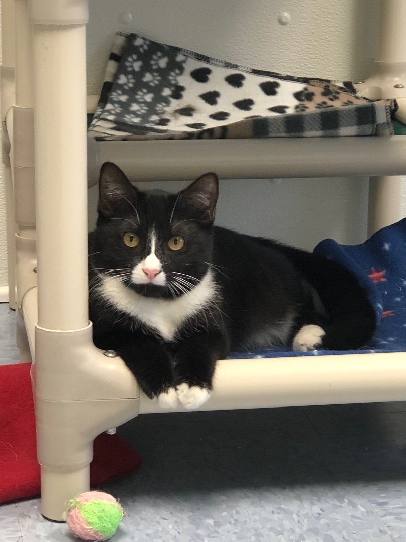 Enlarge Hermione, a Adoptable Domestic Short Hair in Rochester, NY image 10/10