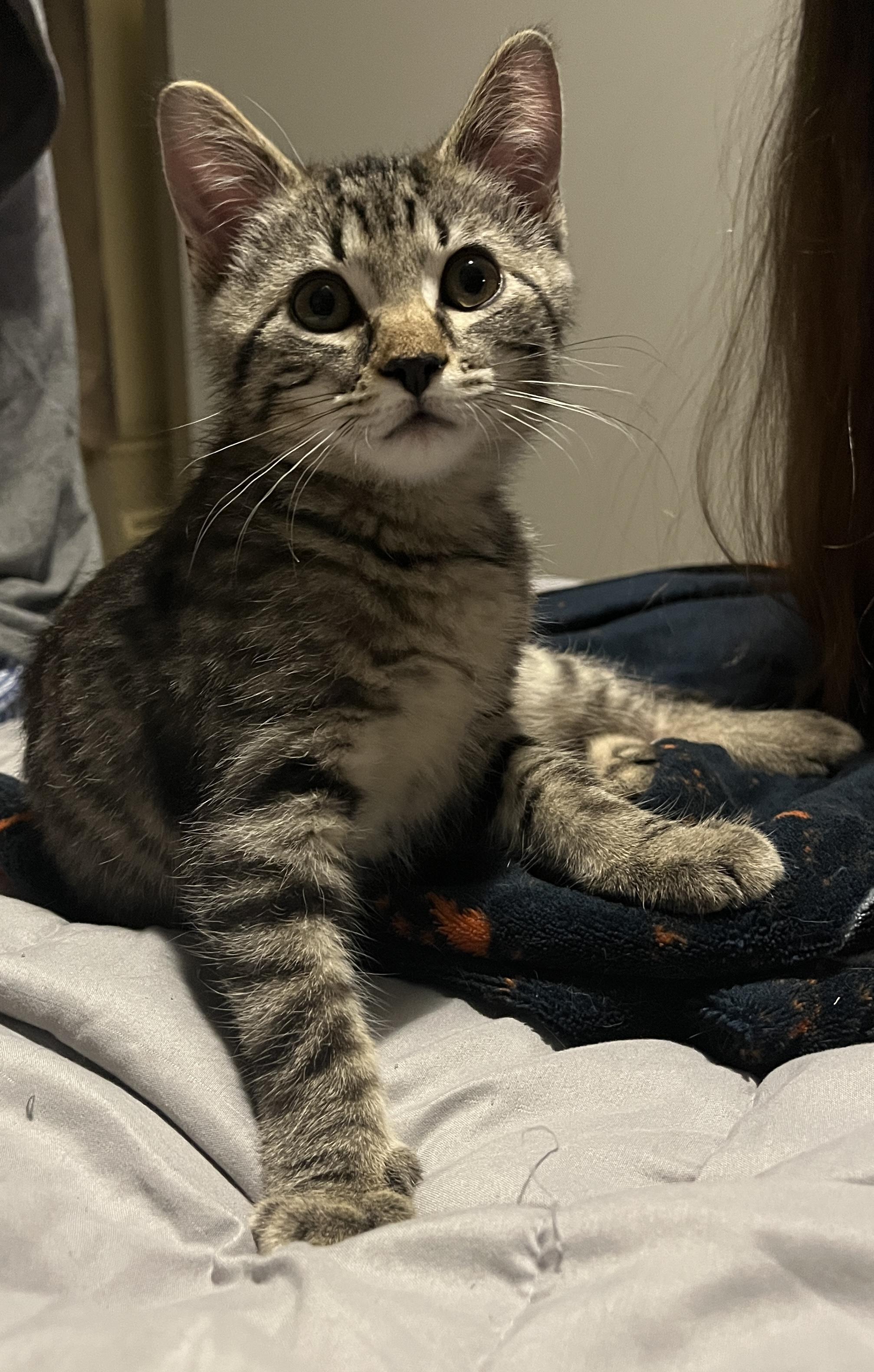 Comet, adopted, Young Male Domestic Short Hair.