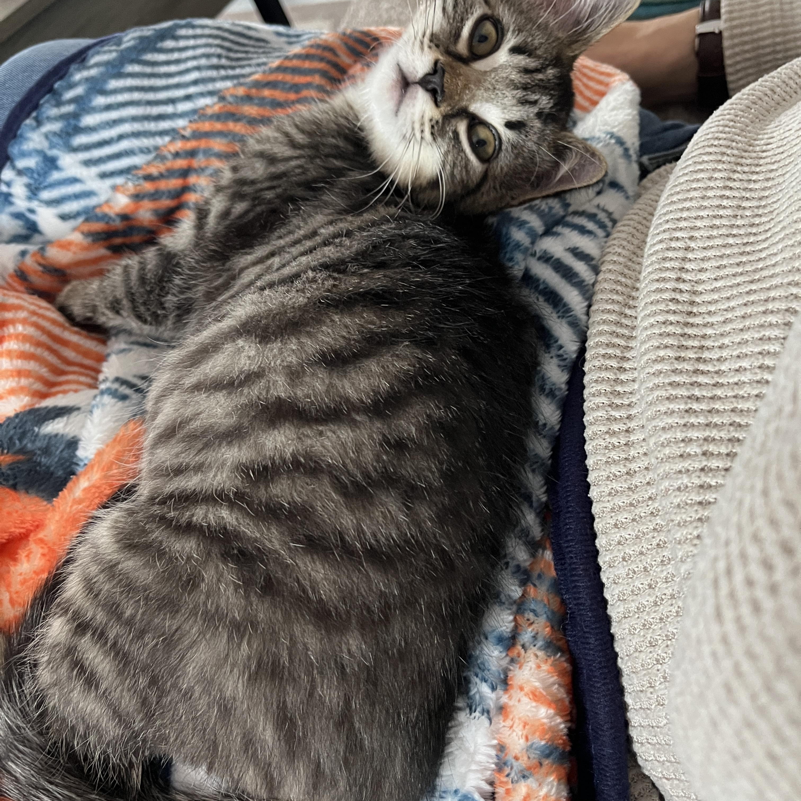 Enlarge Comet, an adopted Domestic Short Hair in Wheeling, IL image 2/3