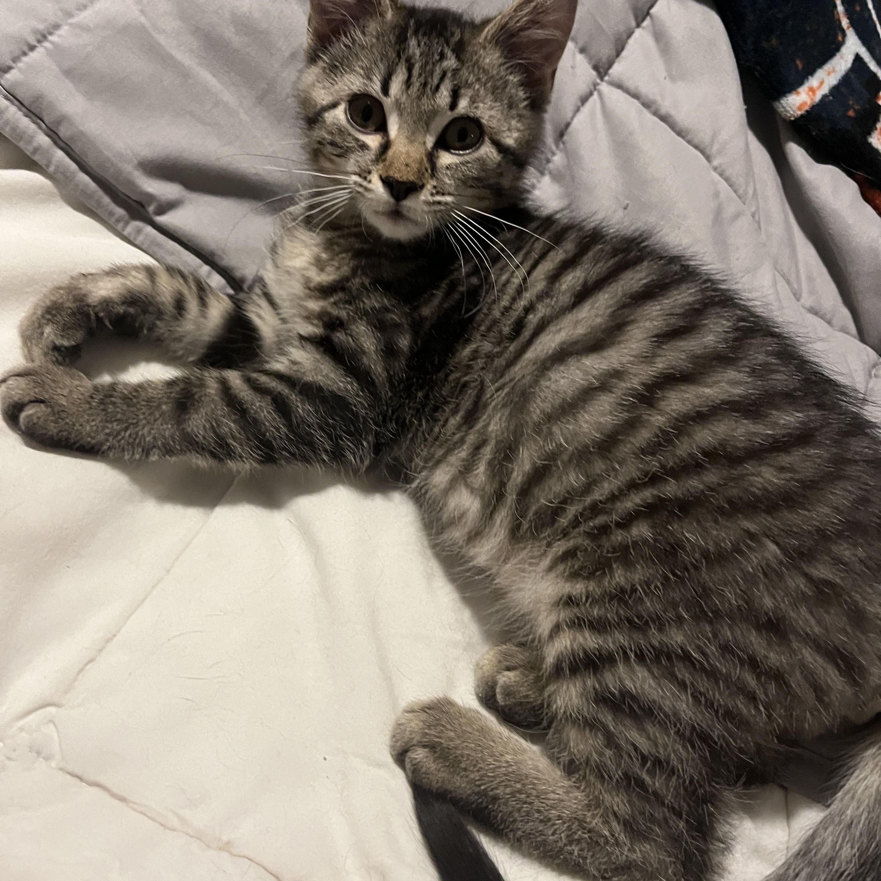 Enlarge Comet, an adopted Domestic Short Hair in Wheeling, IL image 3/3