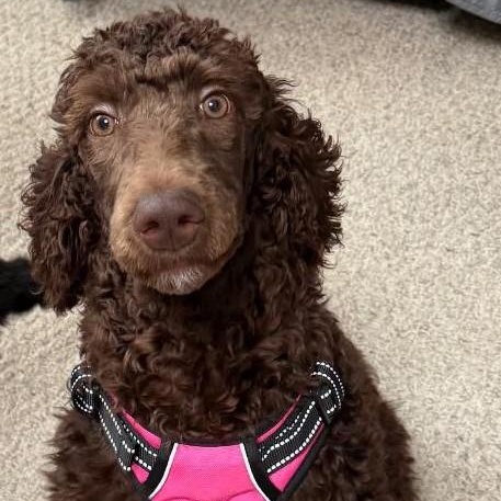 Sunflower, an adoption pending Standard Poodle in Bartonsville, PA image 1/4