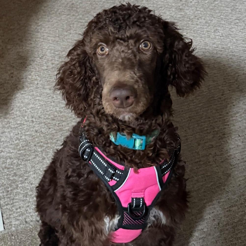 Sunflower, an adoption pending Standard Poodle in Bartonsville, PA image 2/4
