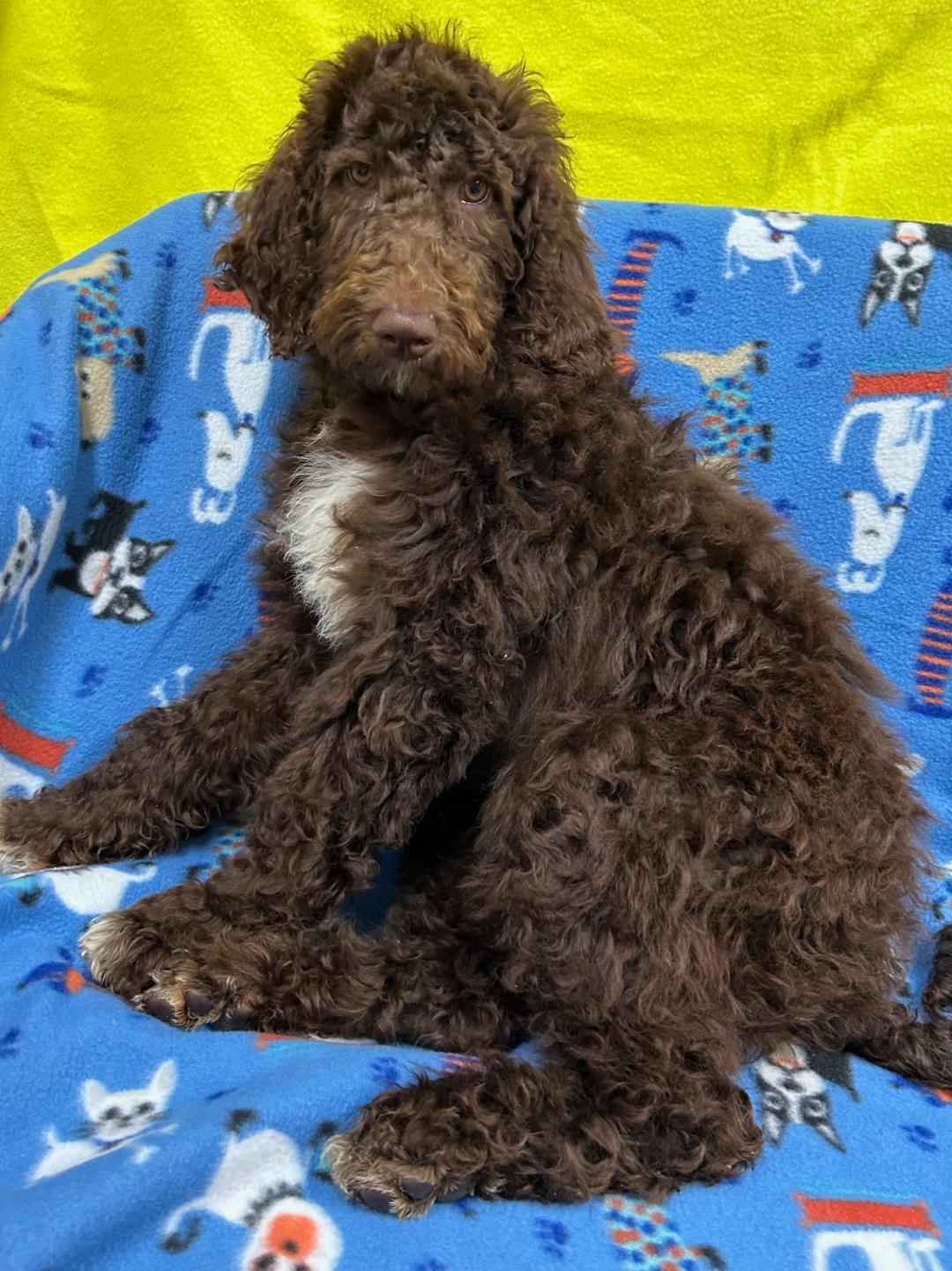 Sunflower, adoptable, Puppy Female Standard Poodle.