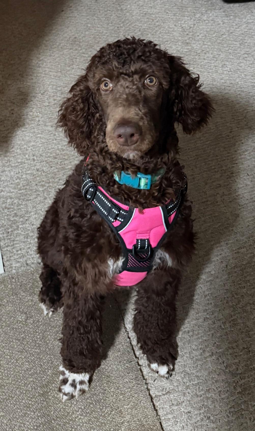 Sunflower, an adoption pending Standard Poodle in Bartonsville, PA image 3/4