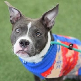 Gizmo, a ADOPTABLE mixed breed in Prospect, CT image 2/3