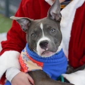 Gizmo, ADOPTABLE, Adult Male Pit Bull Terrier & Bulldog.