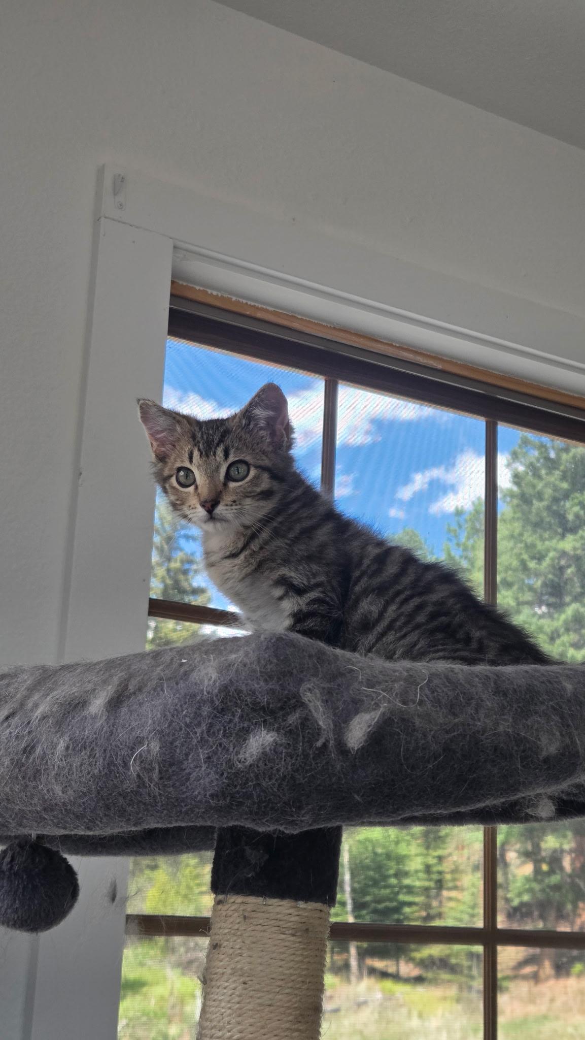 Enlarge Cabo, a Adoptable Domestic Short Hair in Wheat Ridge, CO image 2/5