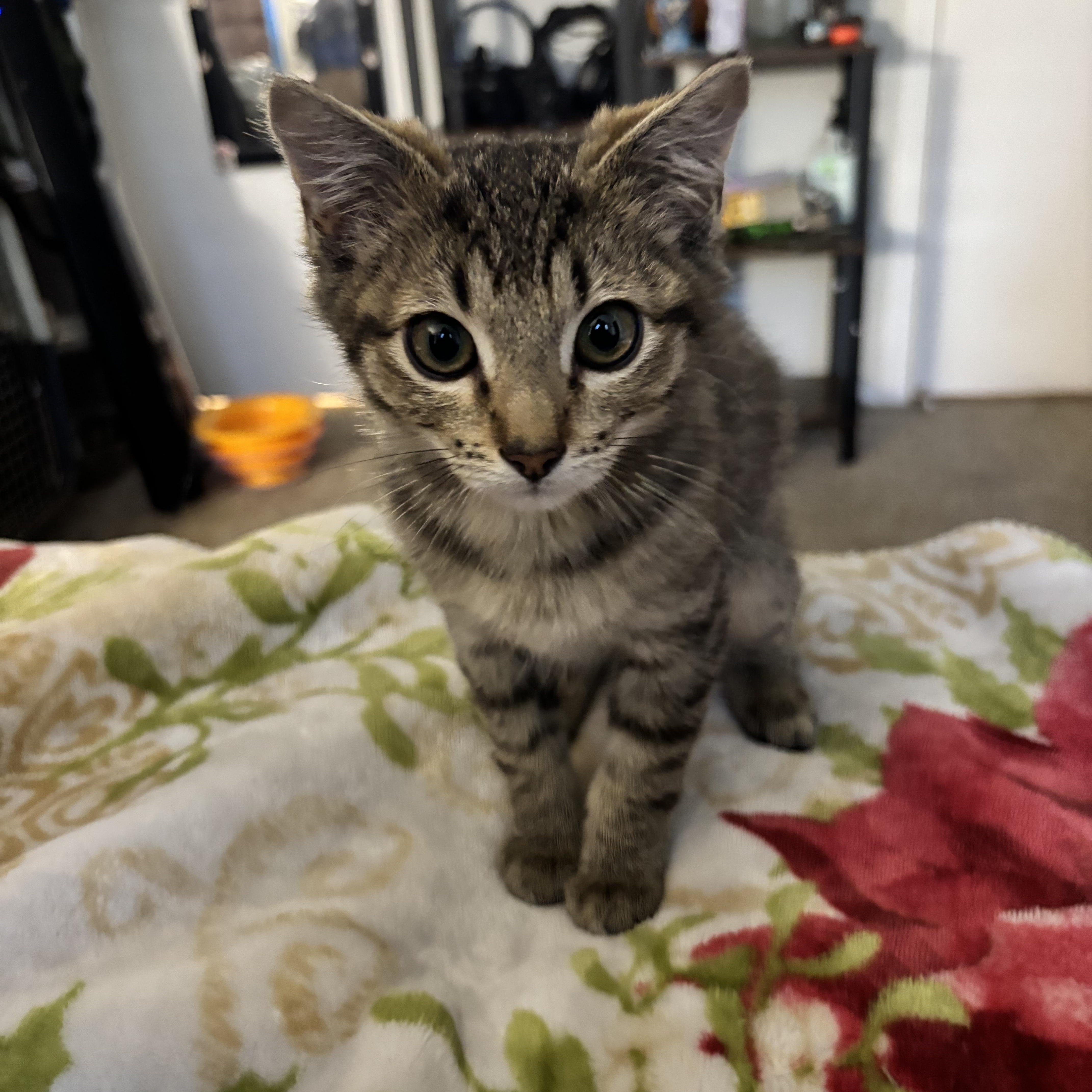 Enlarge Cabo, a Adoptable Domestic Short Hair in Wheat Ridge, CO image 1/5