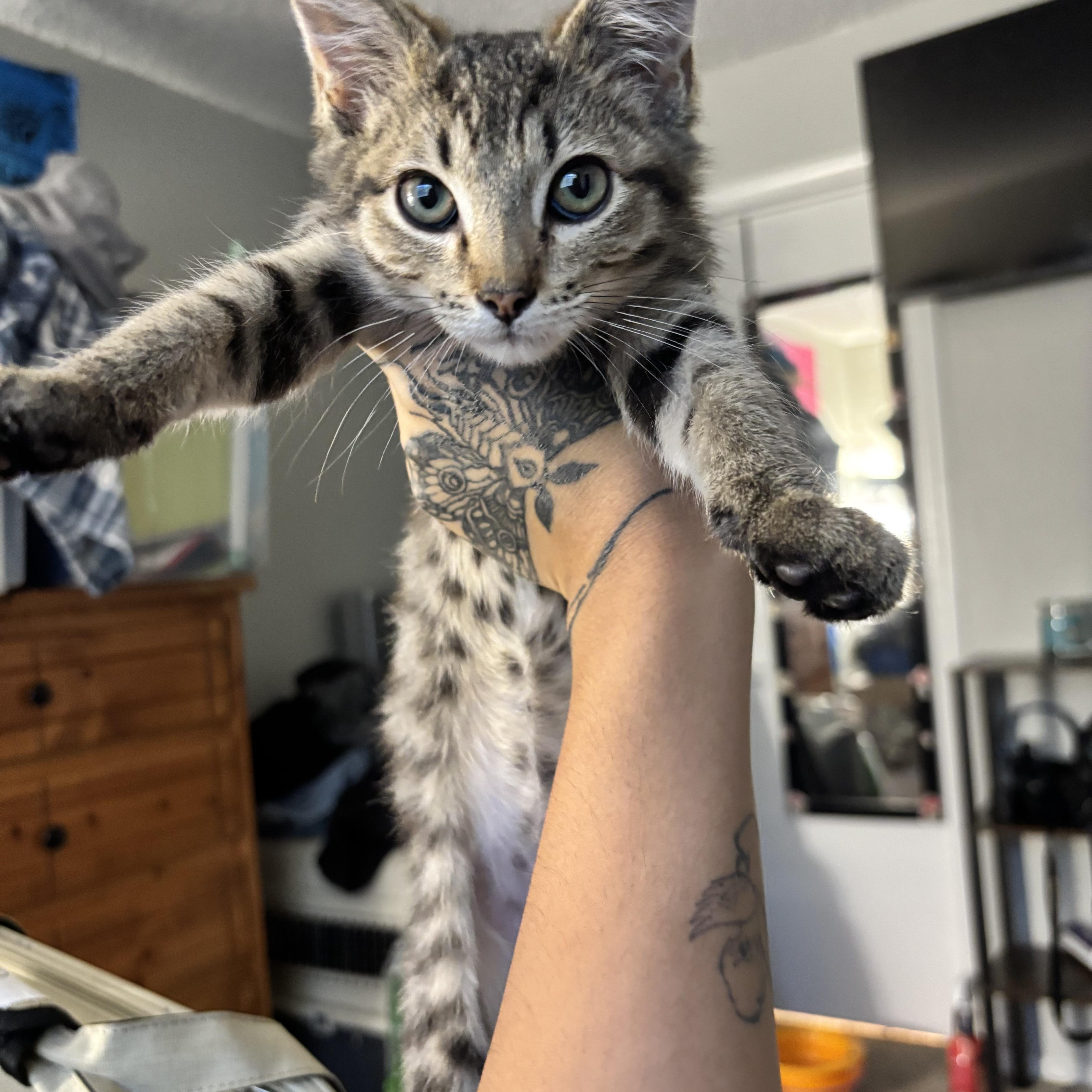 Enlarge Cabo, a Adoptable Domestic Short Hair in Wheat Ridge, CO image 4/5
