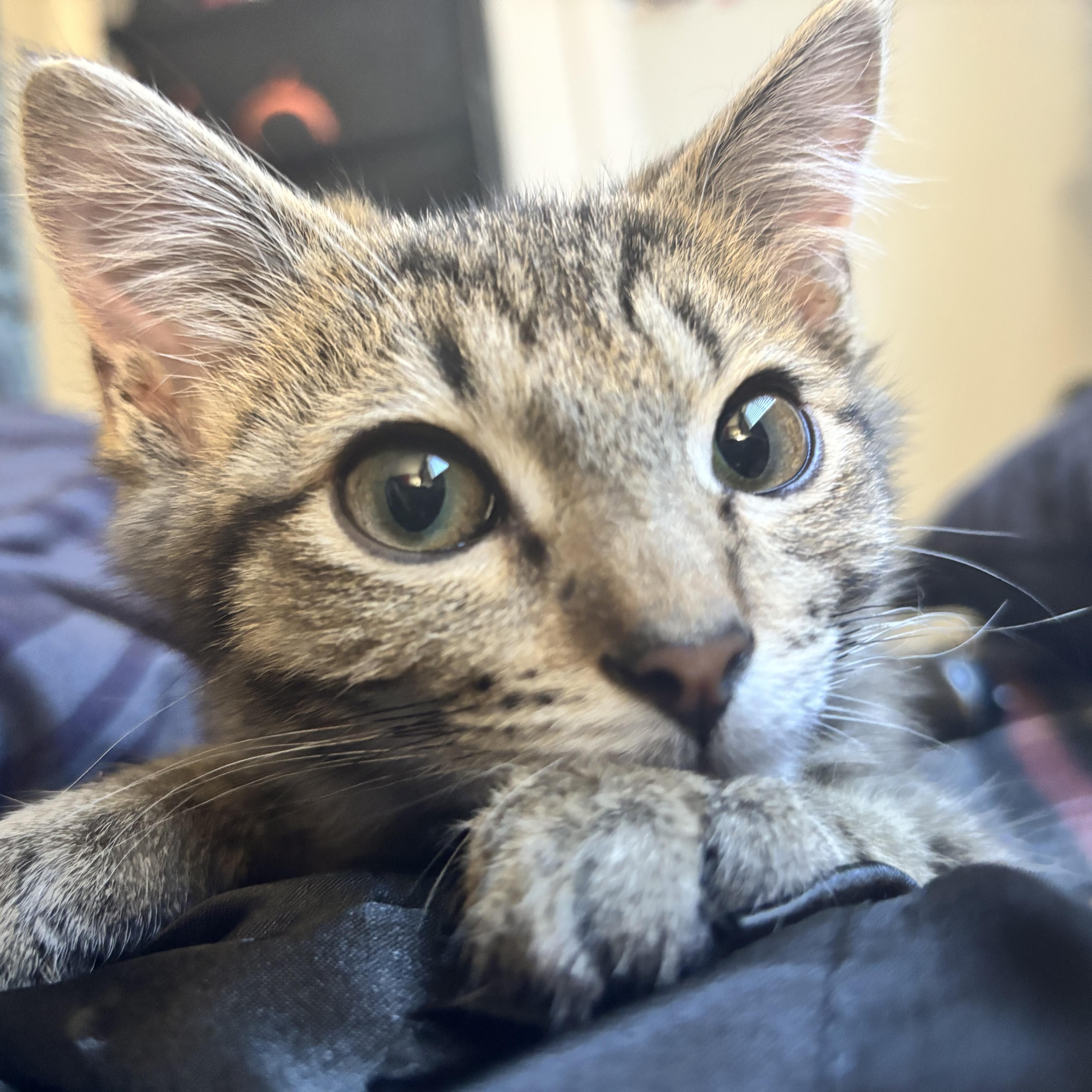 Enlarge Cabo, a Adoptable Domestic Short Hair in Wheat Ridge, CO image 5/5
