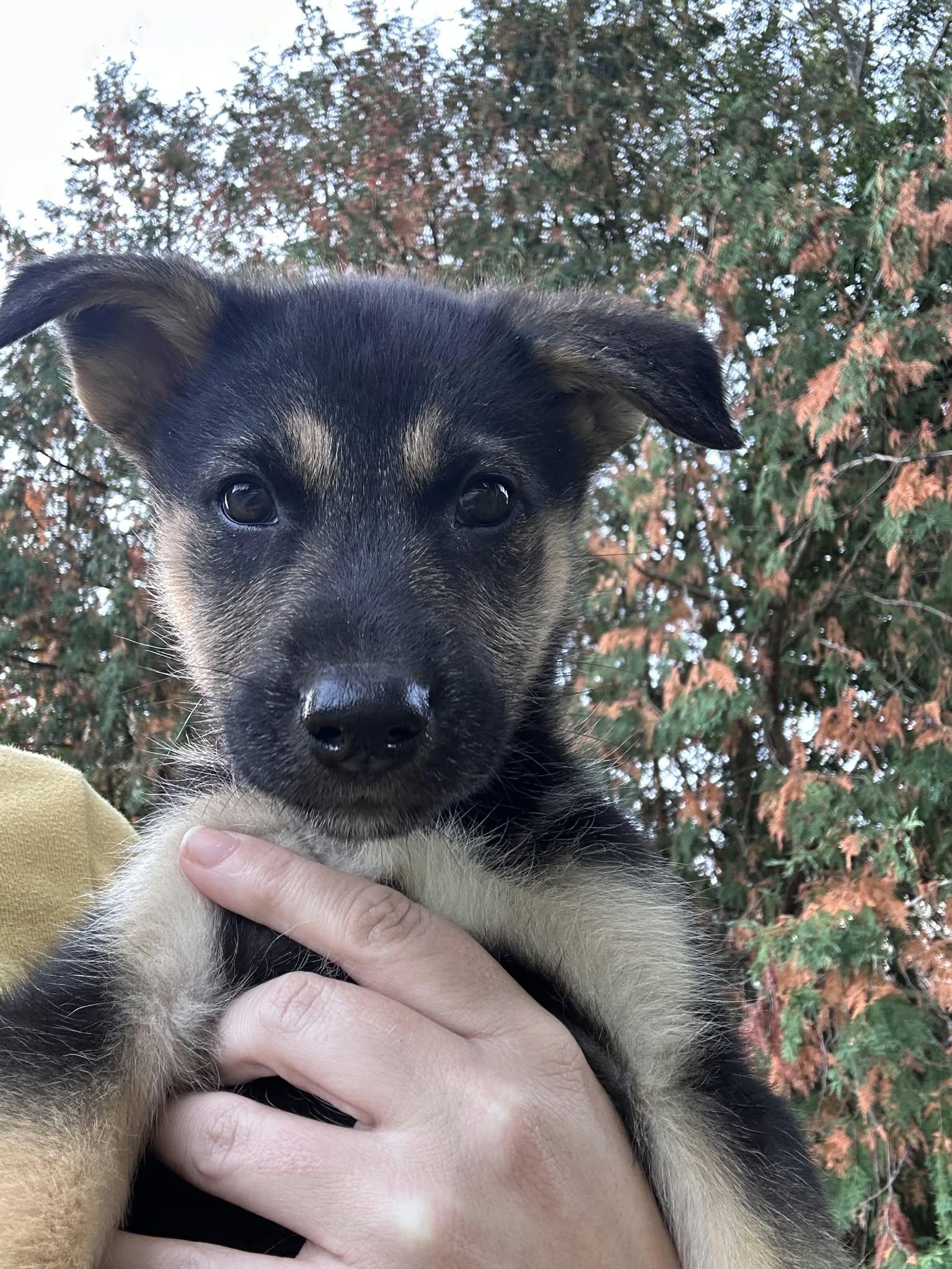 Enlarge JellyBean, a Adopted mixed breed in Appin, ON image 4/6