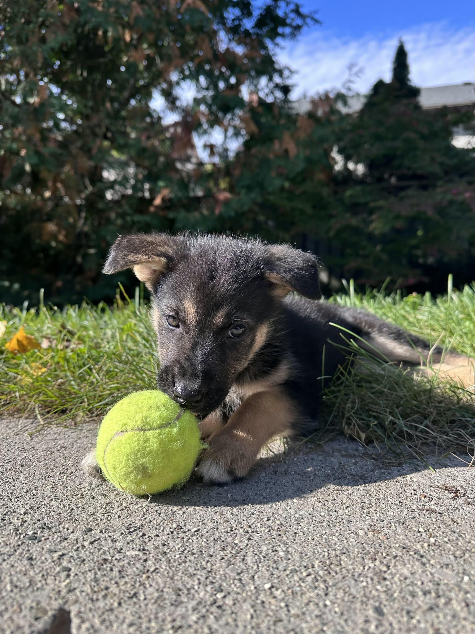 Enlarge JellyBean, a Adopted mixed breed in Appin, ON image 5/6