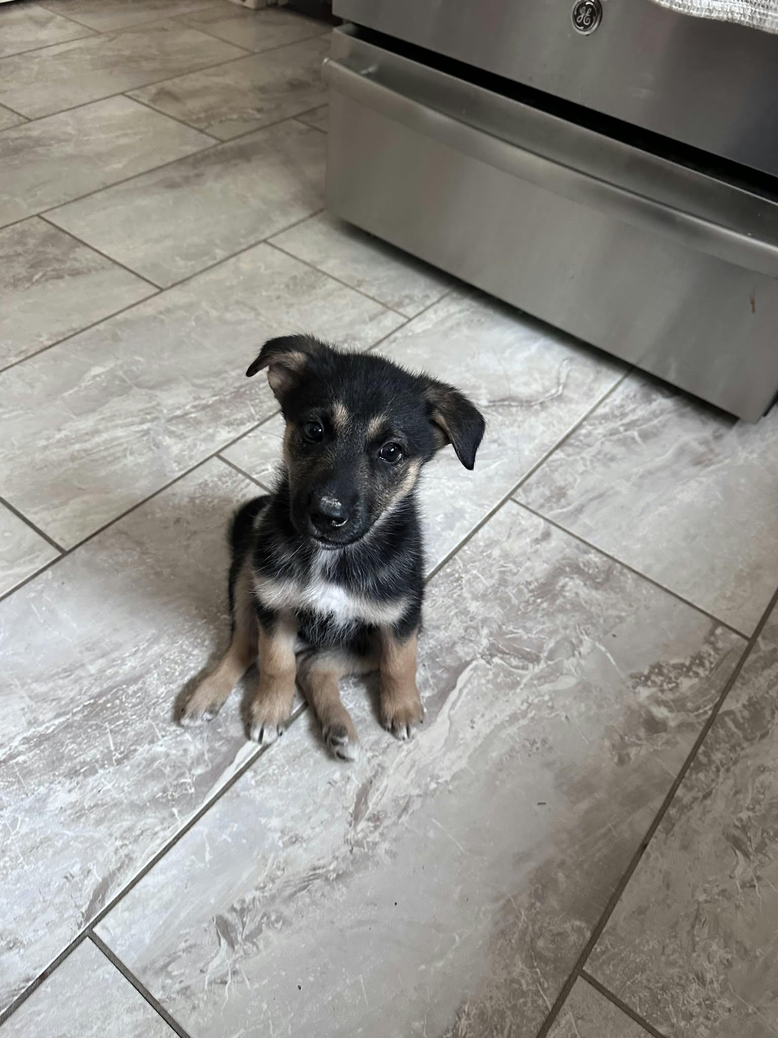 Enlarge JellyBean, a Adopted mixed breed in Appin, ON image 3/6