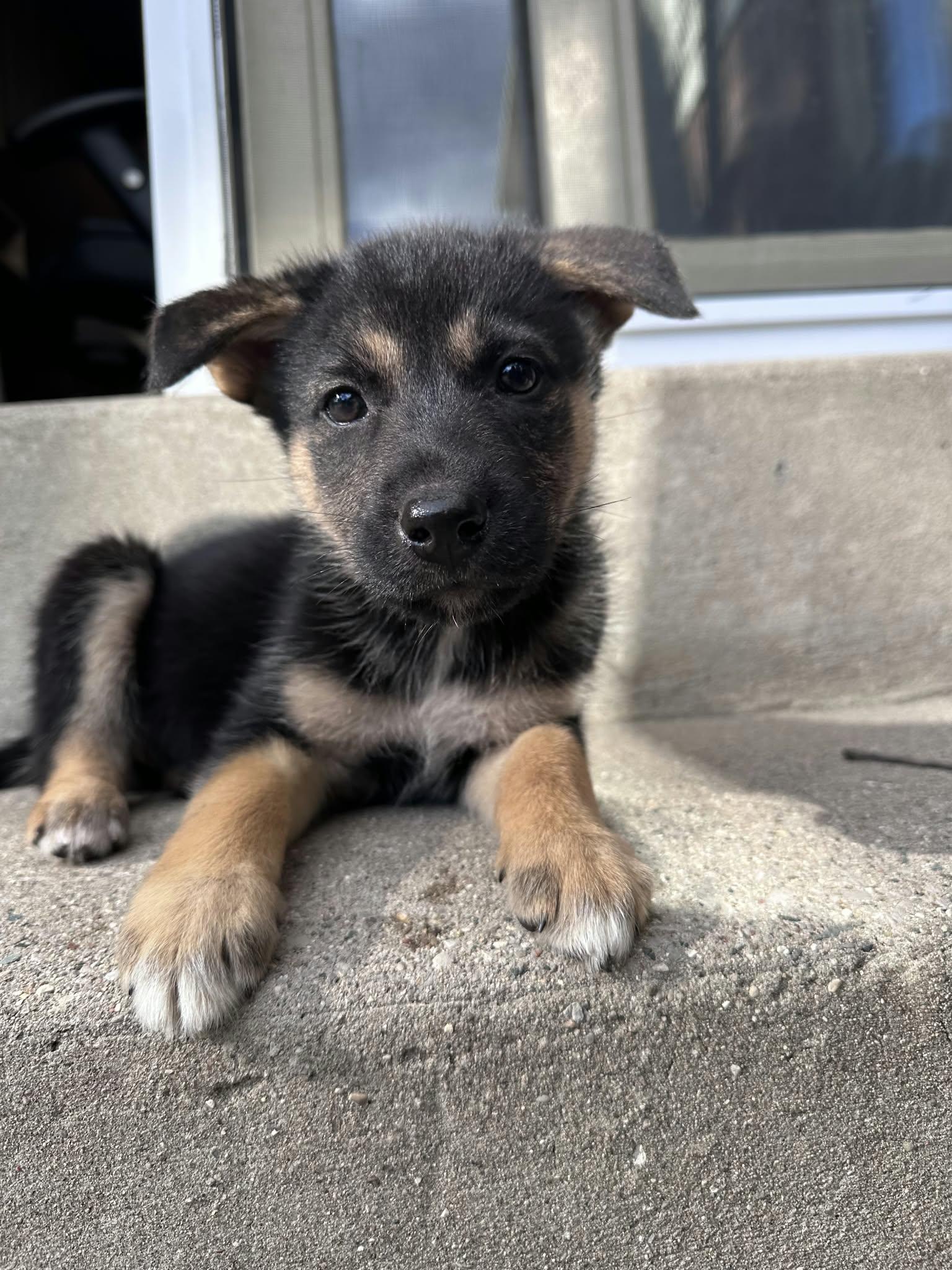 Enlarge JellyBean, a Adopted mixed breed in Appin, ON image 6/6