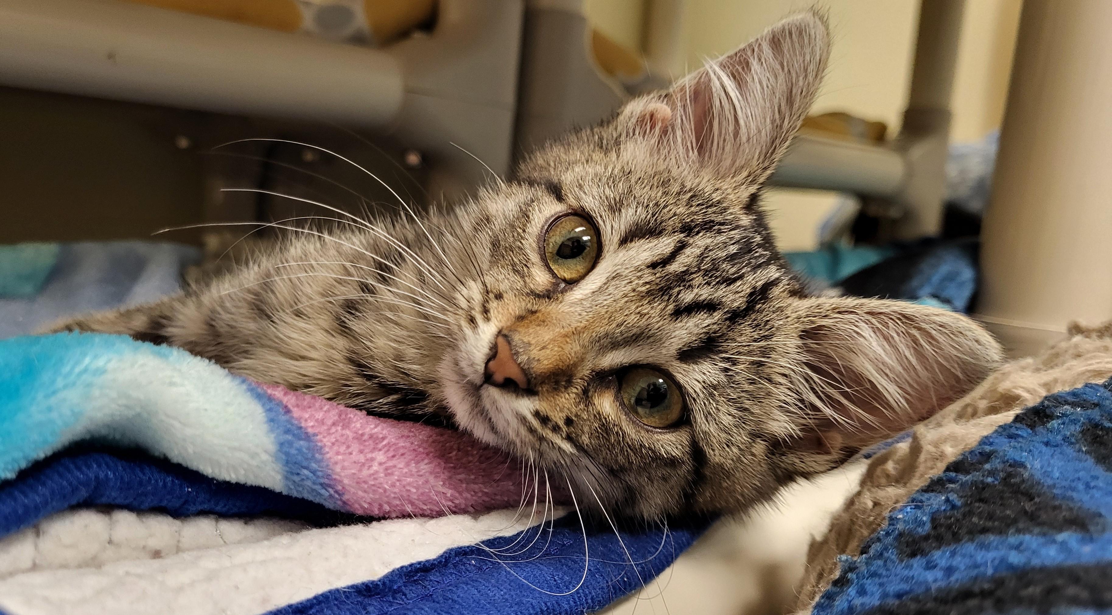 Prickly Pear, an adopted Domestic Short Hair in Grayslake, IL image 2/2