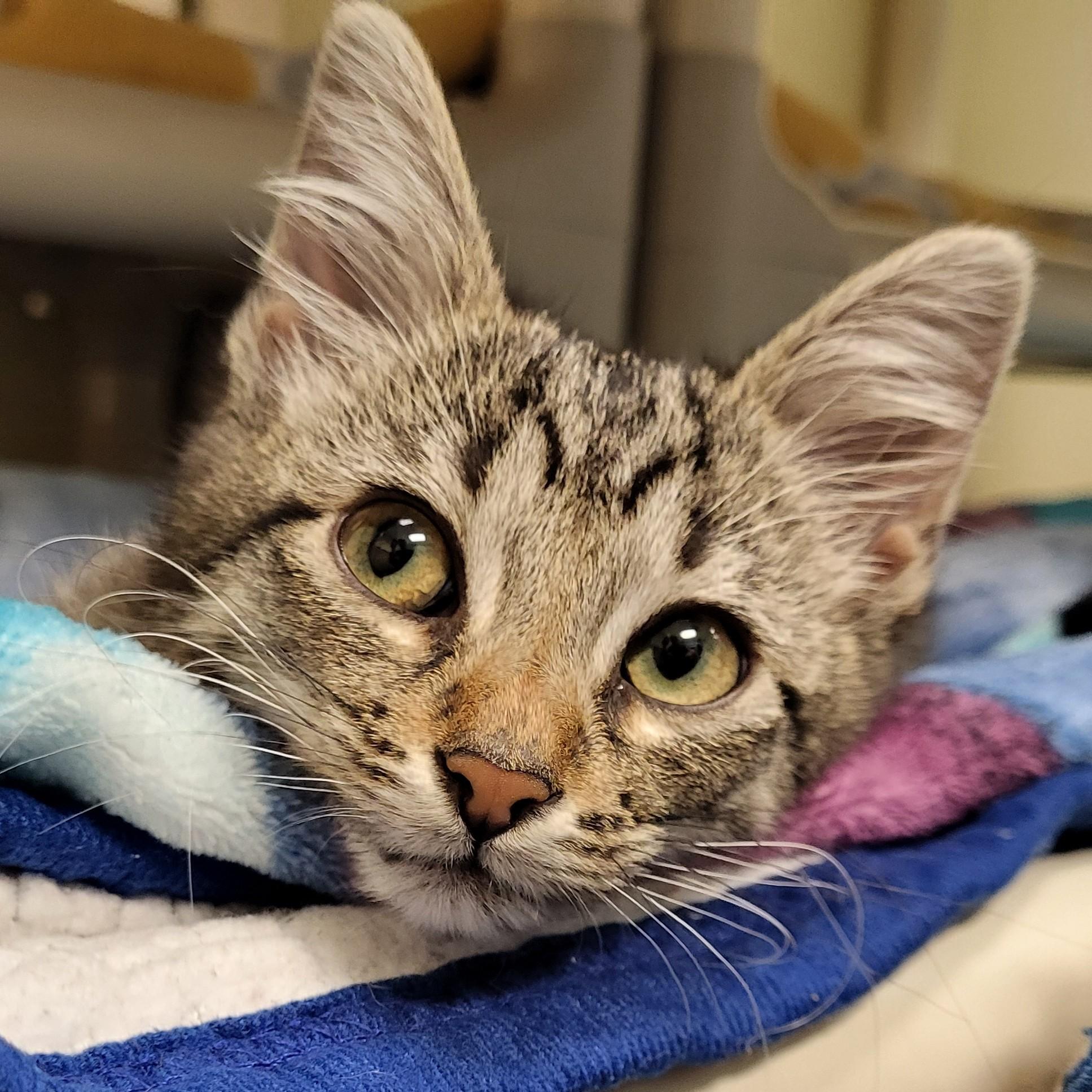 Prickly Pear, an adopted Domestic Short Hair in Grayslake, IL image 1/2
