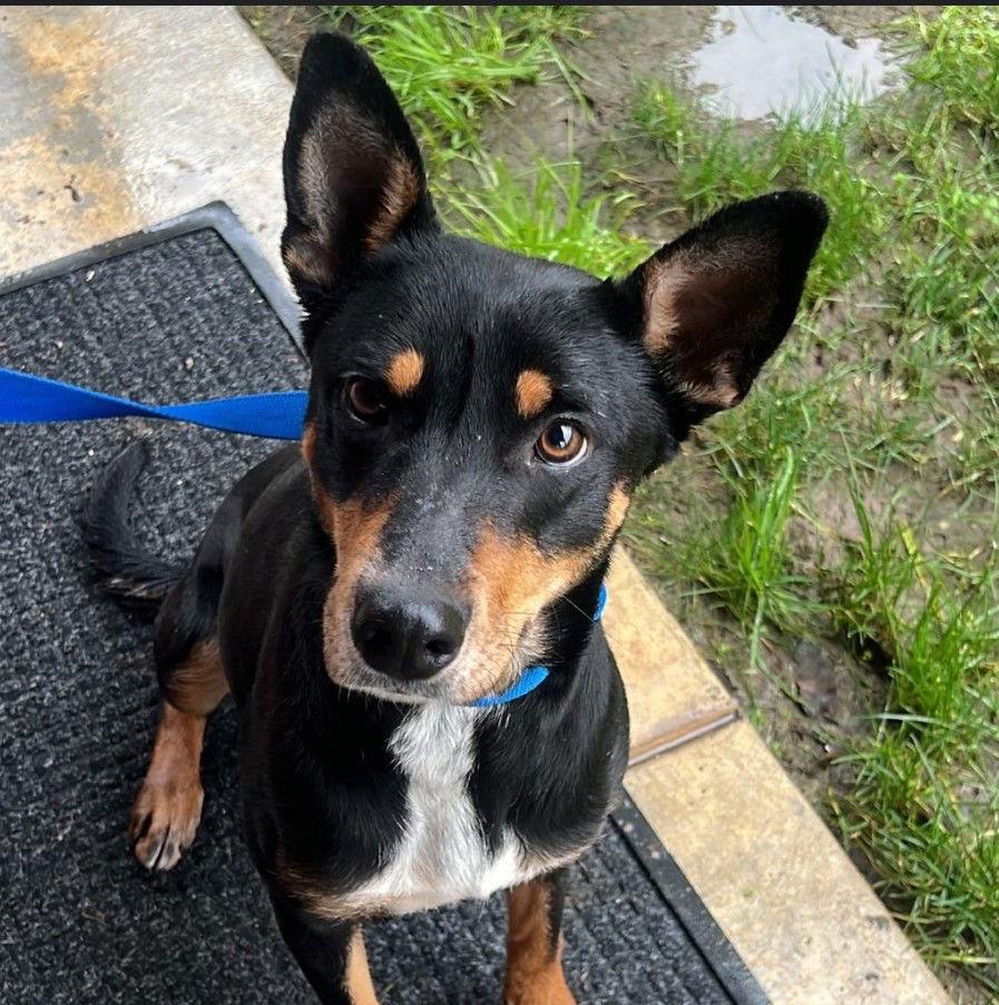 Millie, Adoptable, Adult Female Australian Kelpie.